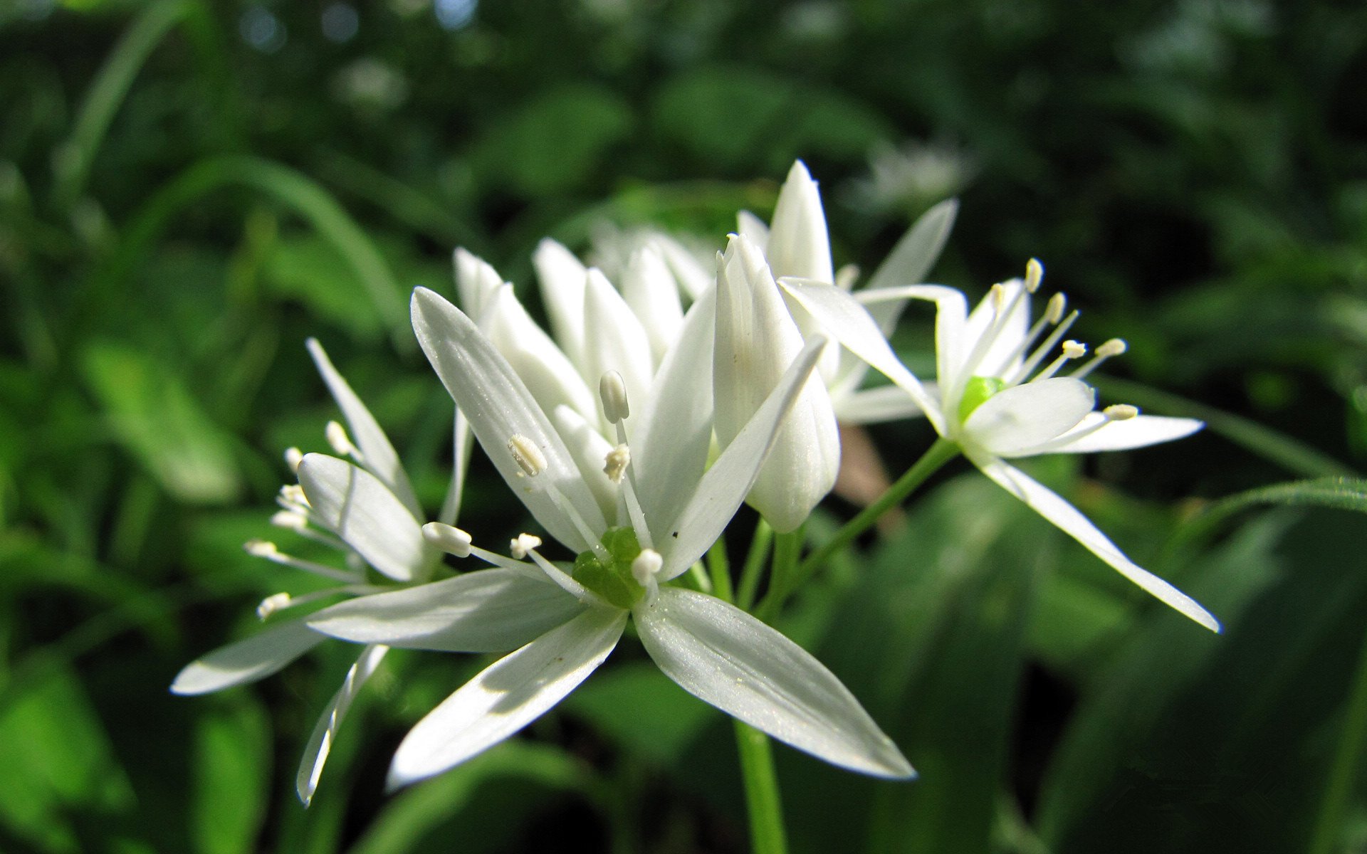 小清新,鸟语花香,花卉,2月21日,儿童桌面专用
