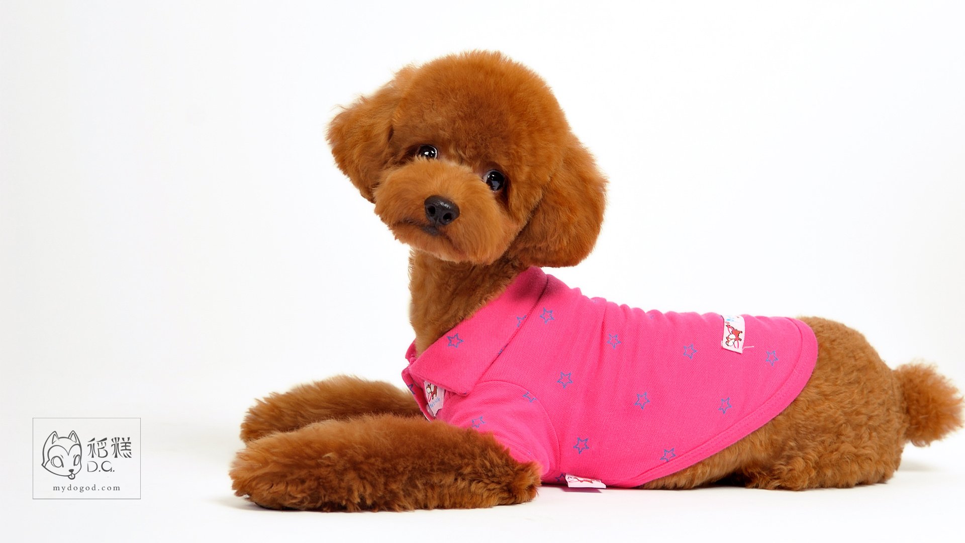 稻糕DG宠物影像,稻糕宠物,稻糕摄影,萌宠,汪星人,狗,卖萌,可爱,儿童桌面专用