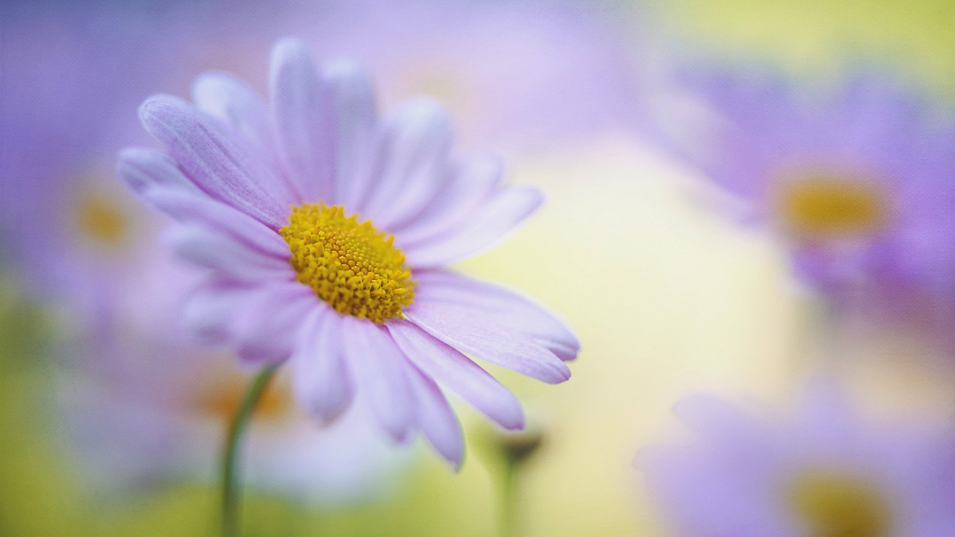 小清新,鸟语花香,花卉,2月5日,儿童桌面专用