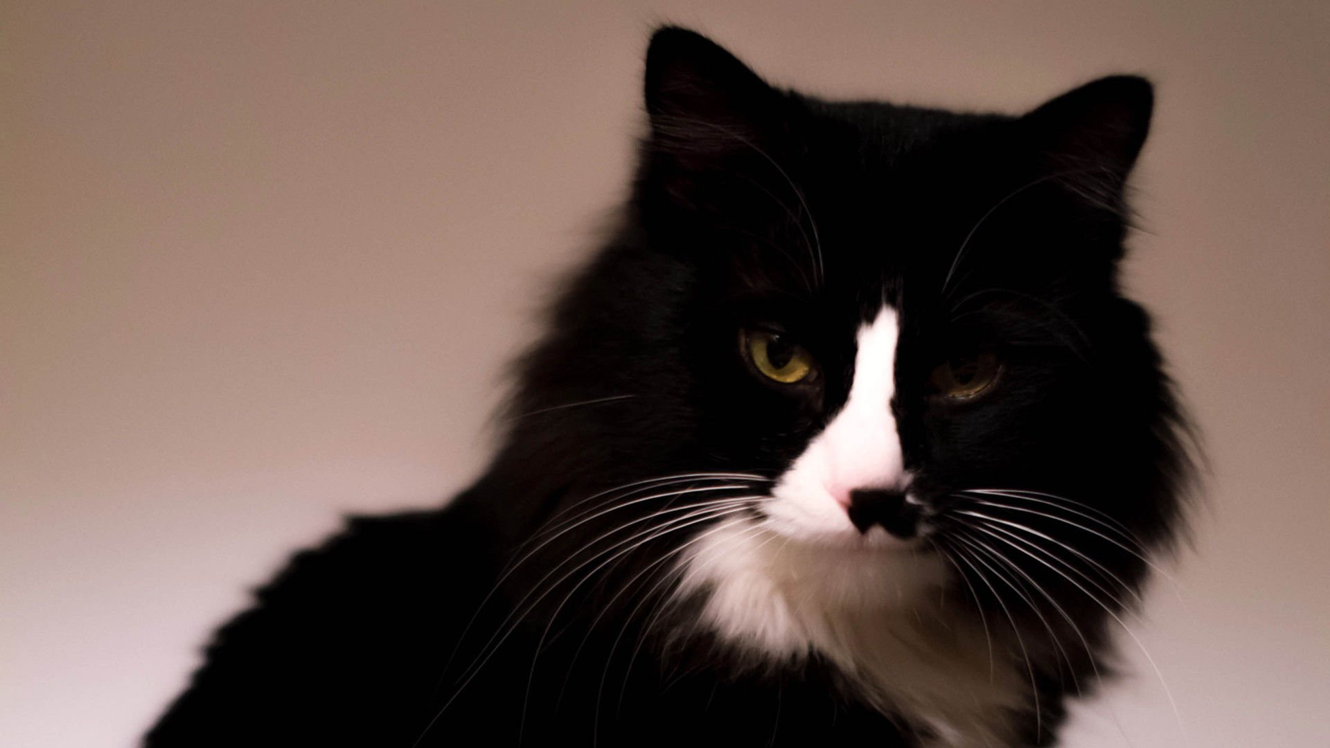 萌宠,喵星人,猫,卖萌,可爱,古灵精怪,儿童桌面专用