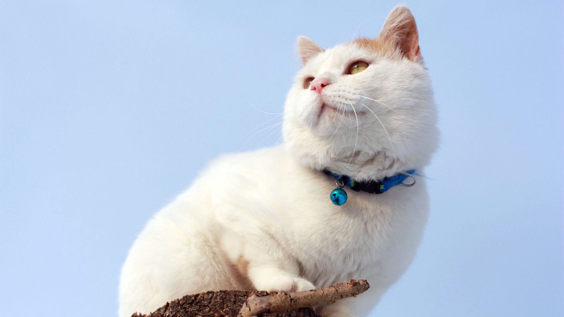 萌宠,喵星人,猫,卖萌,儿童桌面专用