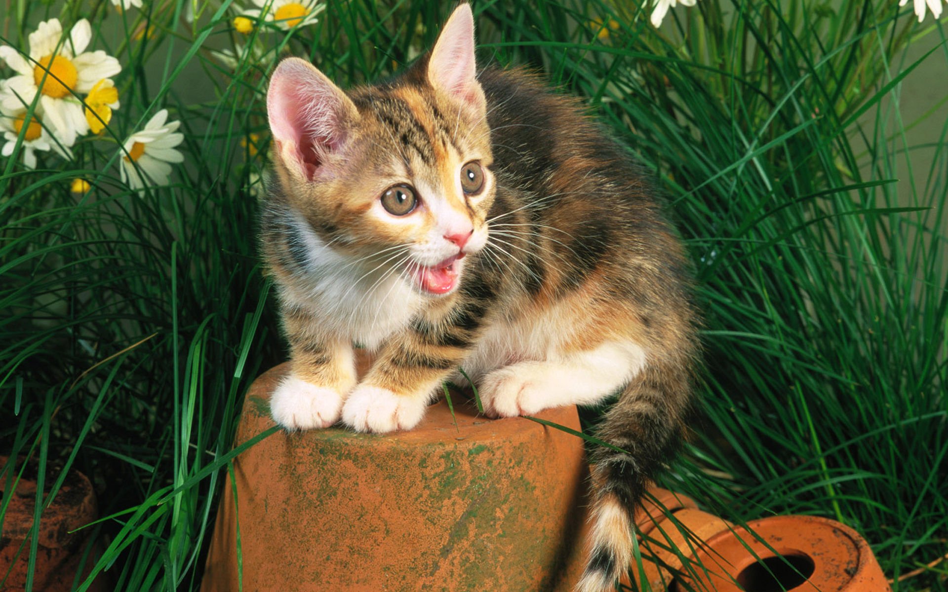 萌宠,喵星人,猫,可爱,卖萌,古灵精怪,儿童桌面专用