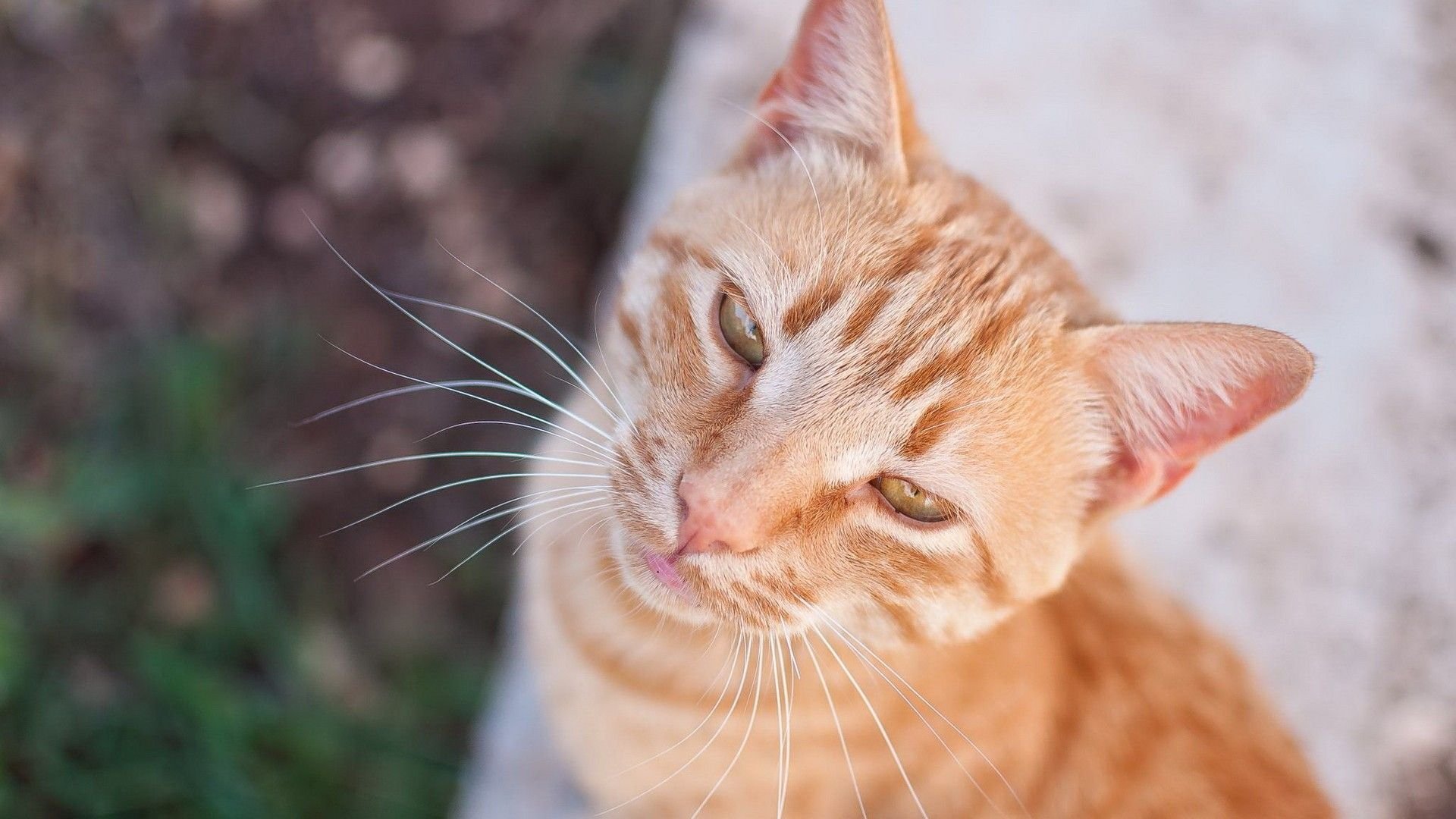 萌宠,喵星人,猫,儿童桌面专用