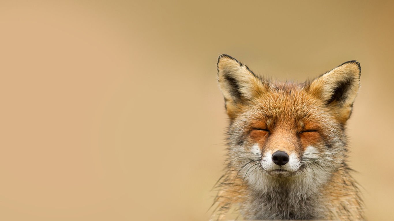 萌宠,野生动物,狐狸,儿童桌面专用