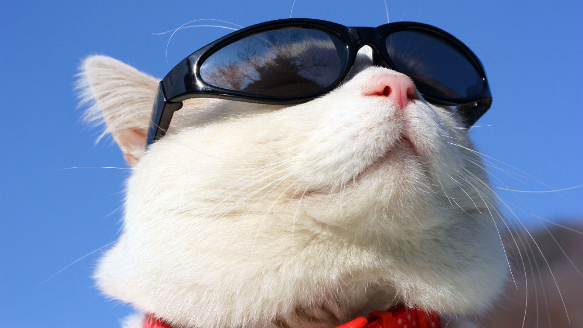 萌宠,喵星人,猫,可爱,卖萌,搞笑图,儿童桌面专用