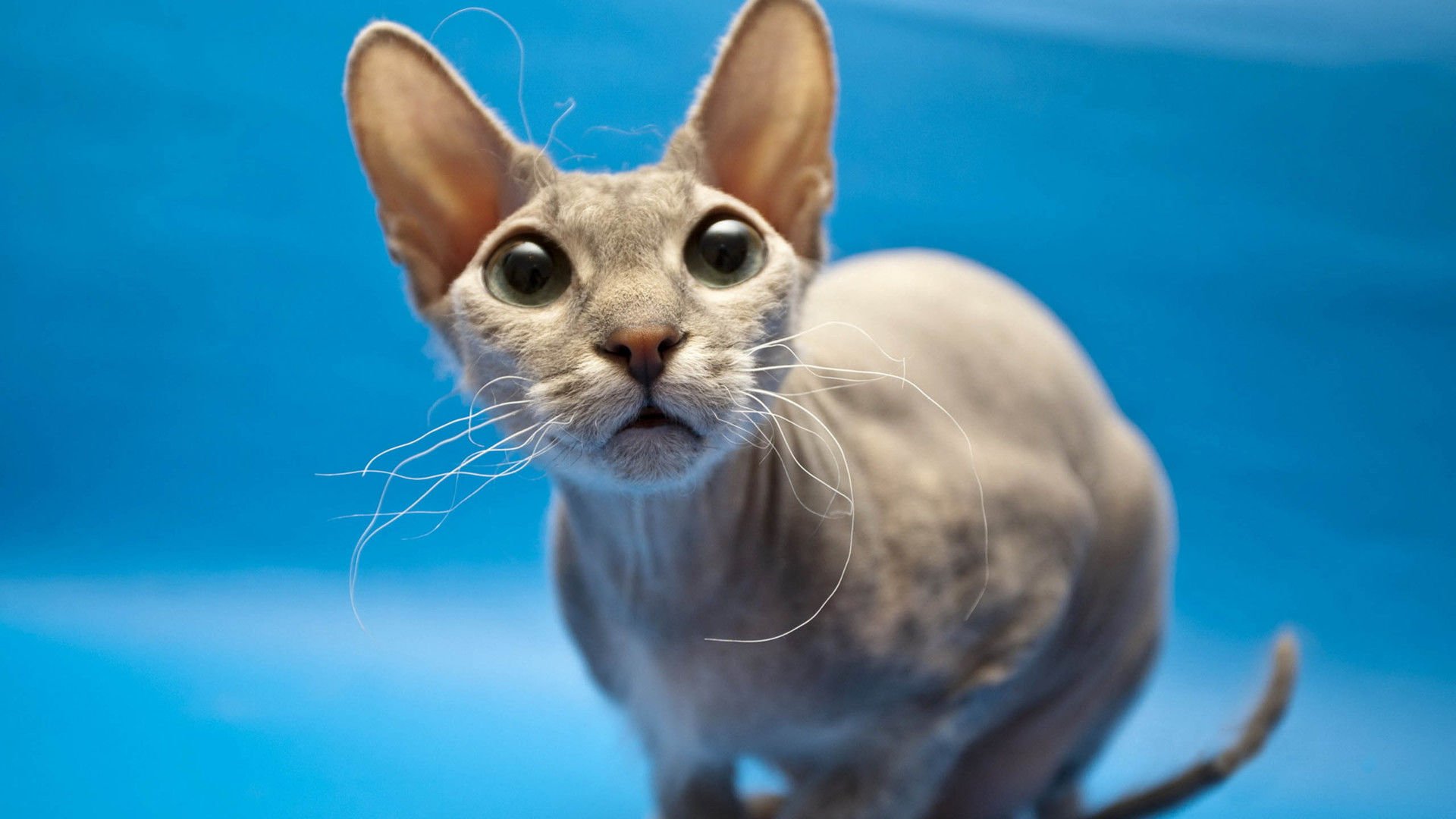 萌宠,喵星人,猫,古灵精怪,儿童桌面专用