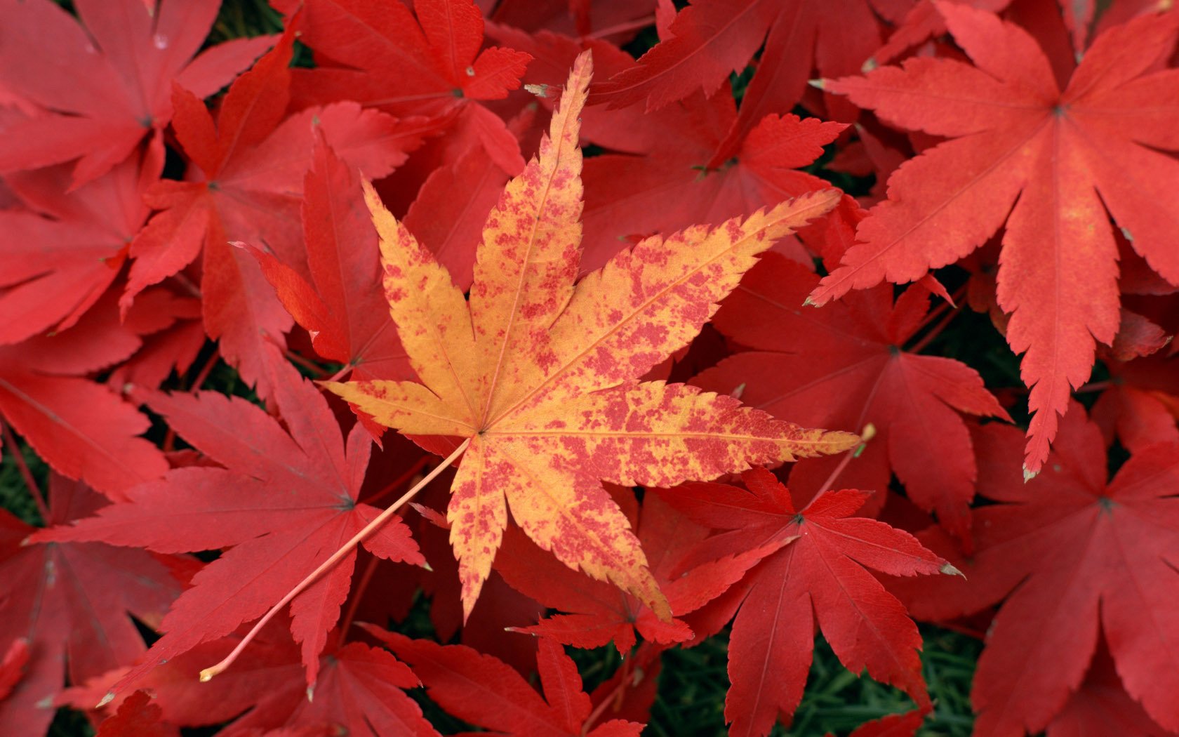 小清新,静物写真,枫叶,1月31日,儿童桌面专用