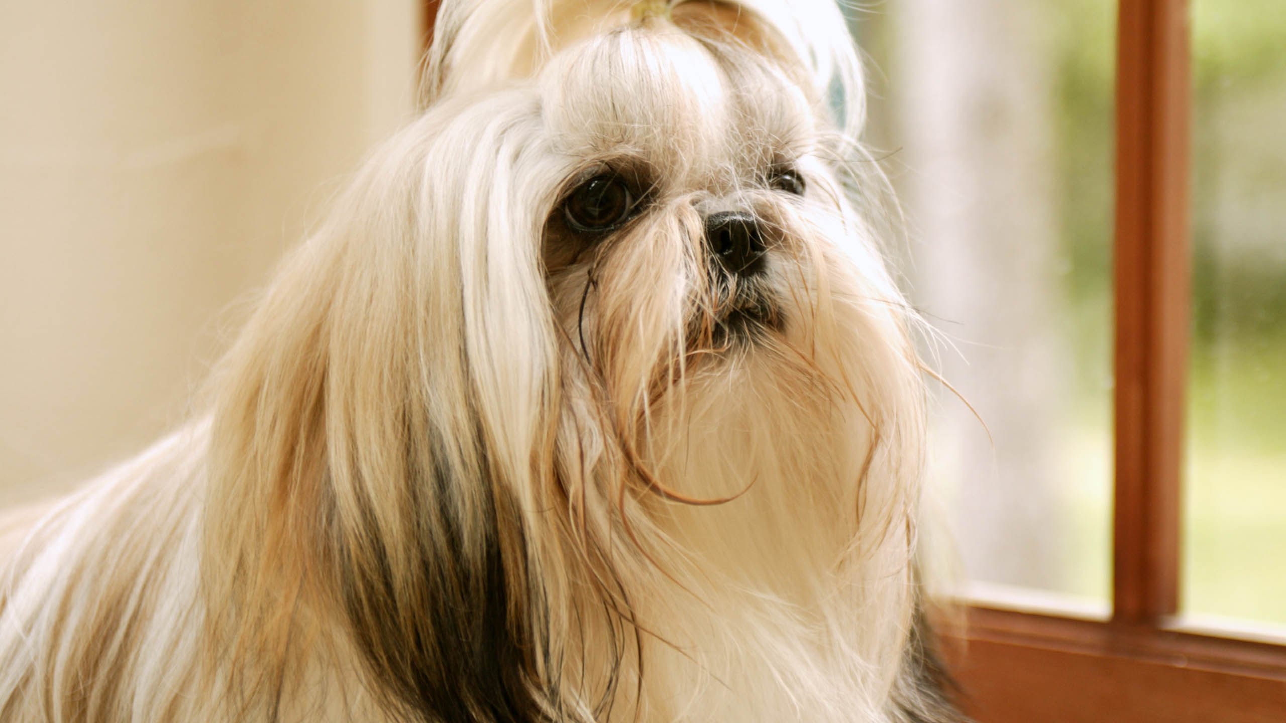 萌宠,汪星人,狗,儿童桌面专用