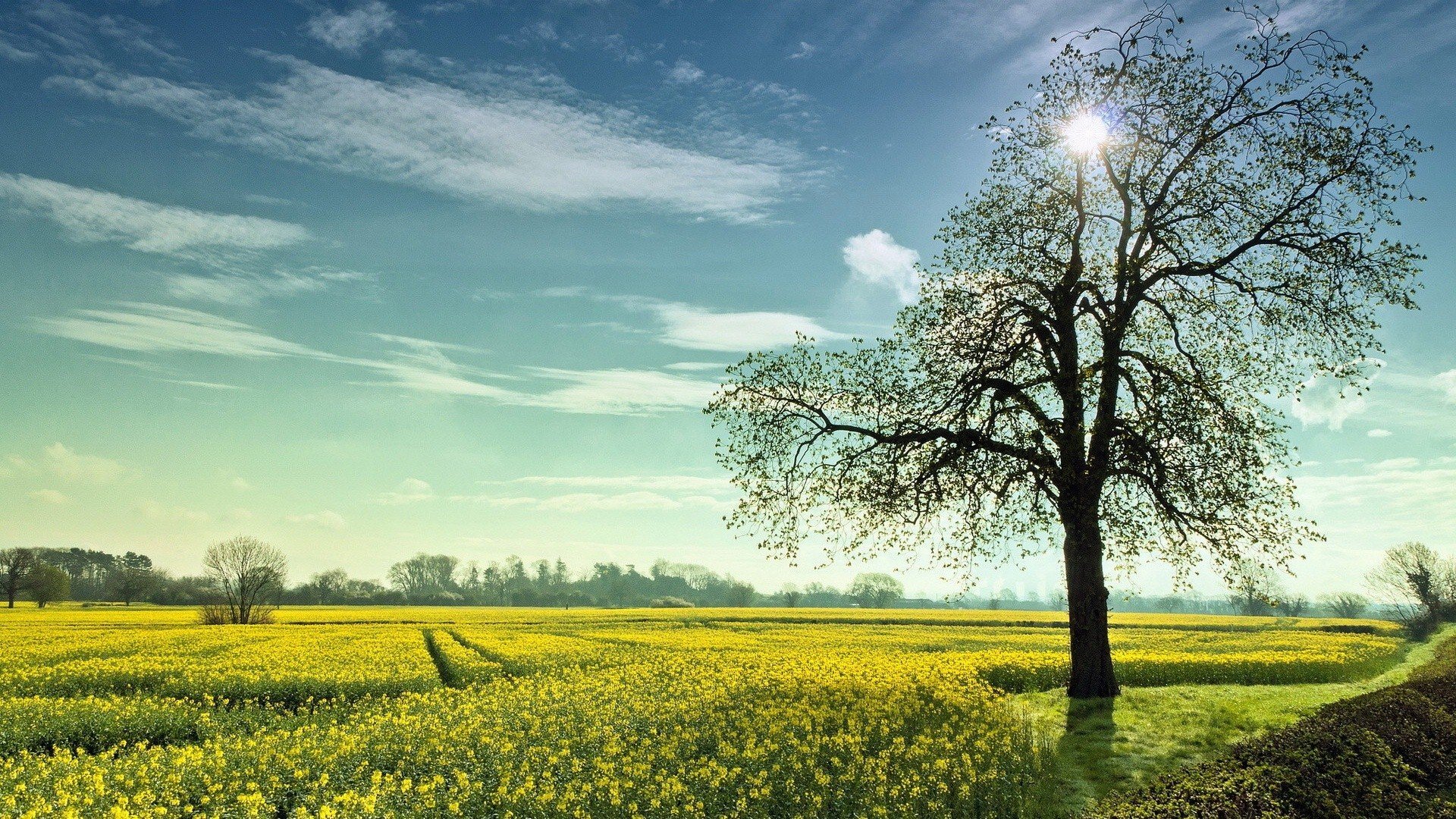 小清新,舒缓压力,绿色,蓝天白云,2月26日,儿童桌面专用