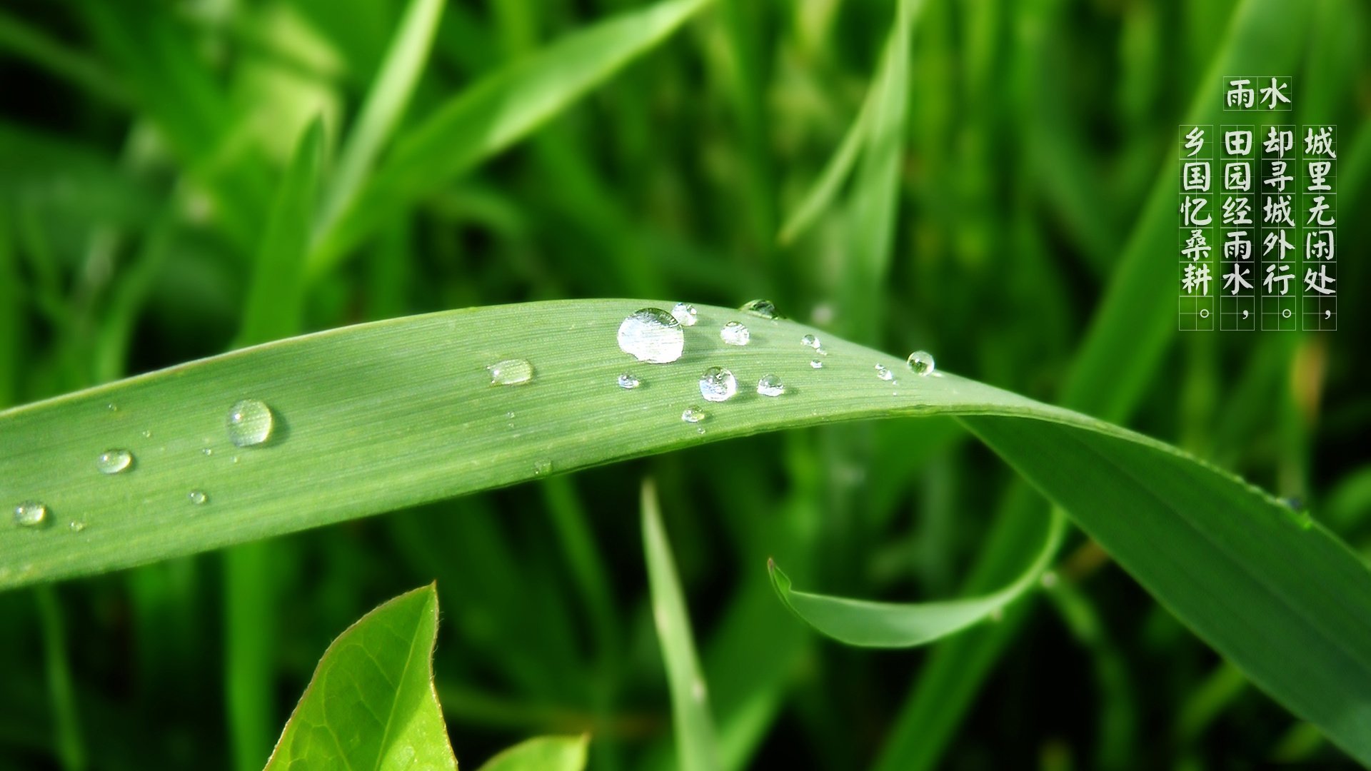 节日,节气,雨水,24节气,儿童桌面专用