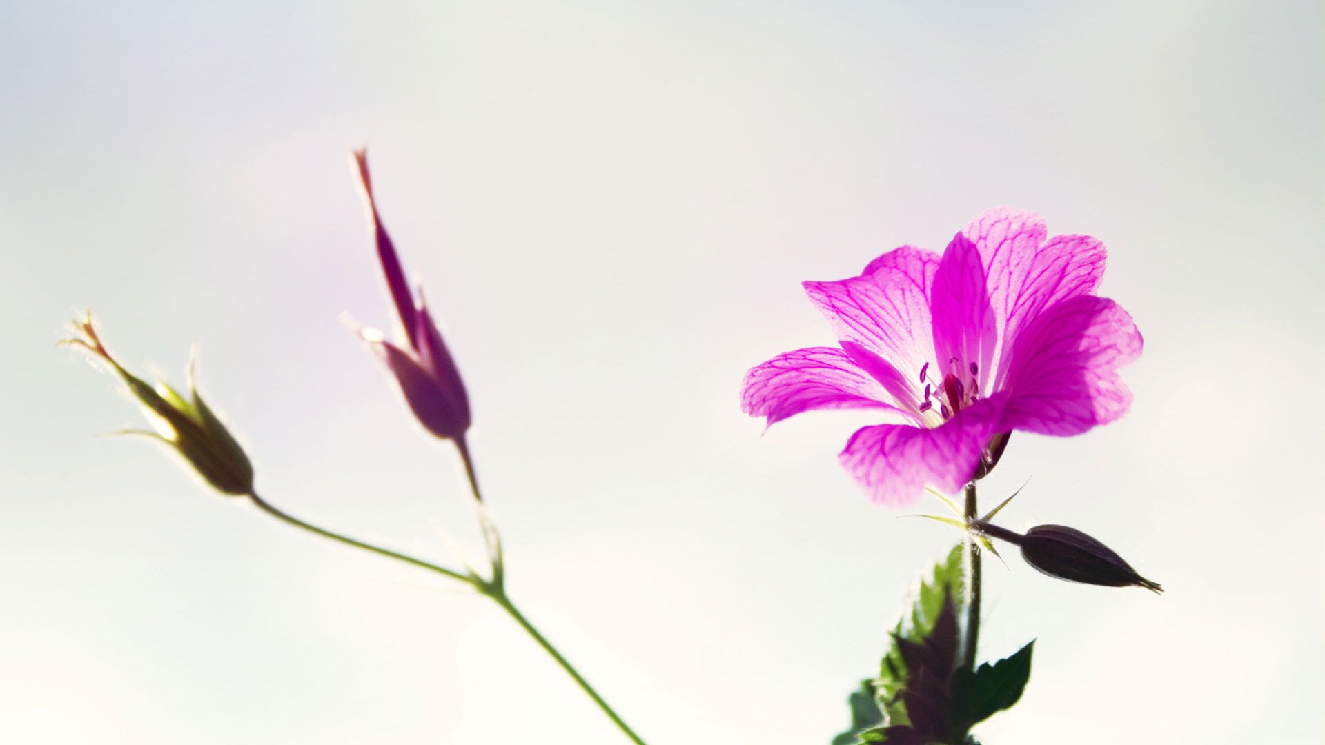 小清新,清新淡雅,花卉,2月8日,儿童桌面专用