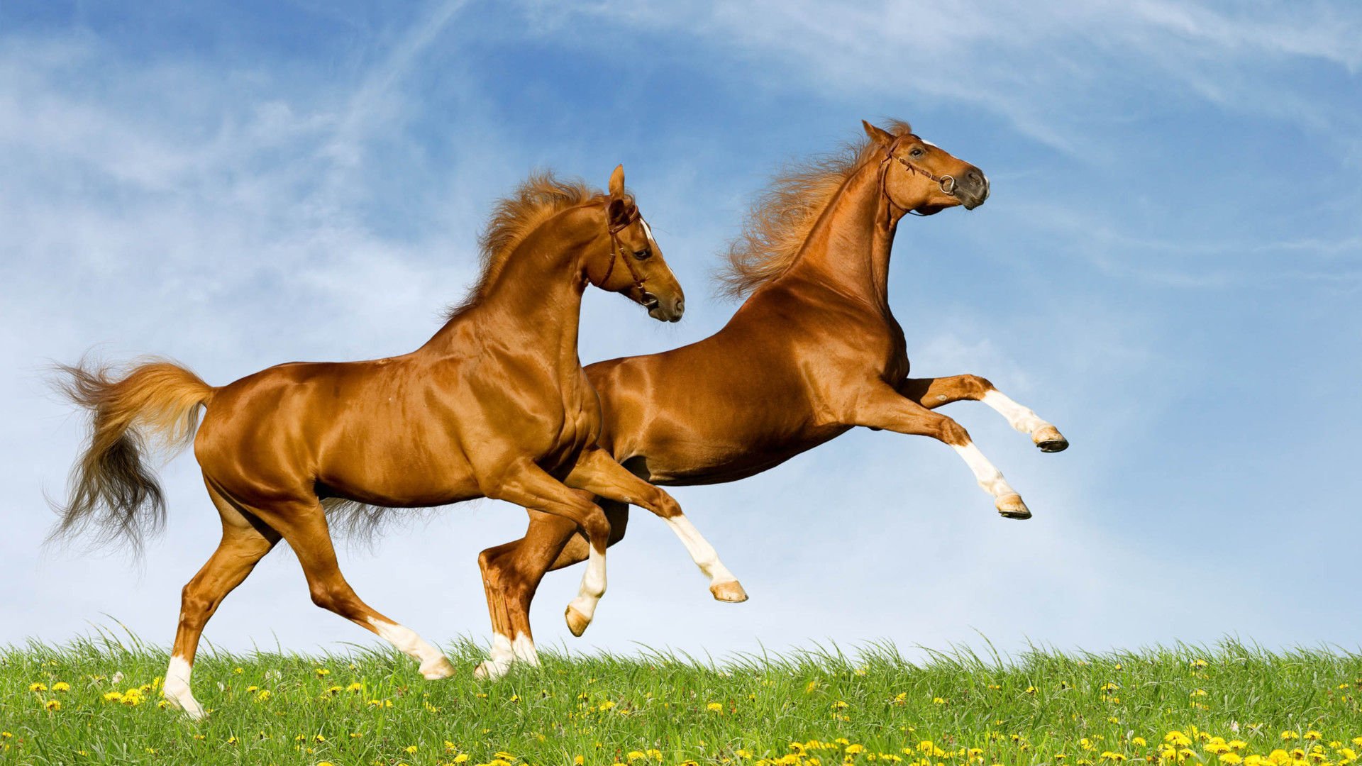 萌宠,野生动物,马,儿童桌面专用