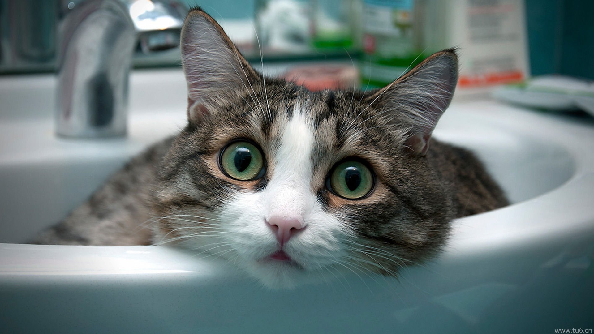 萌宠,喵星人,猫,卖萌,古灵精怪,可爱,搞笑图,儿童桌面专用