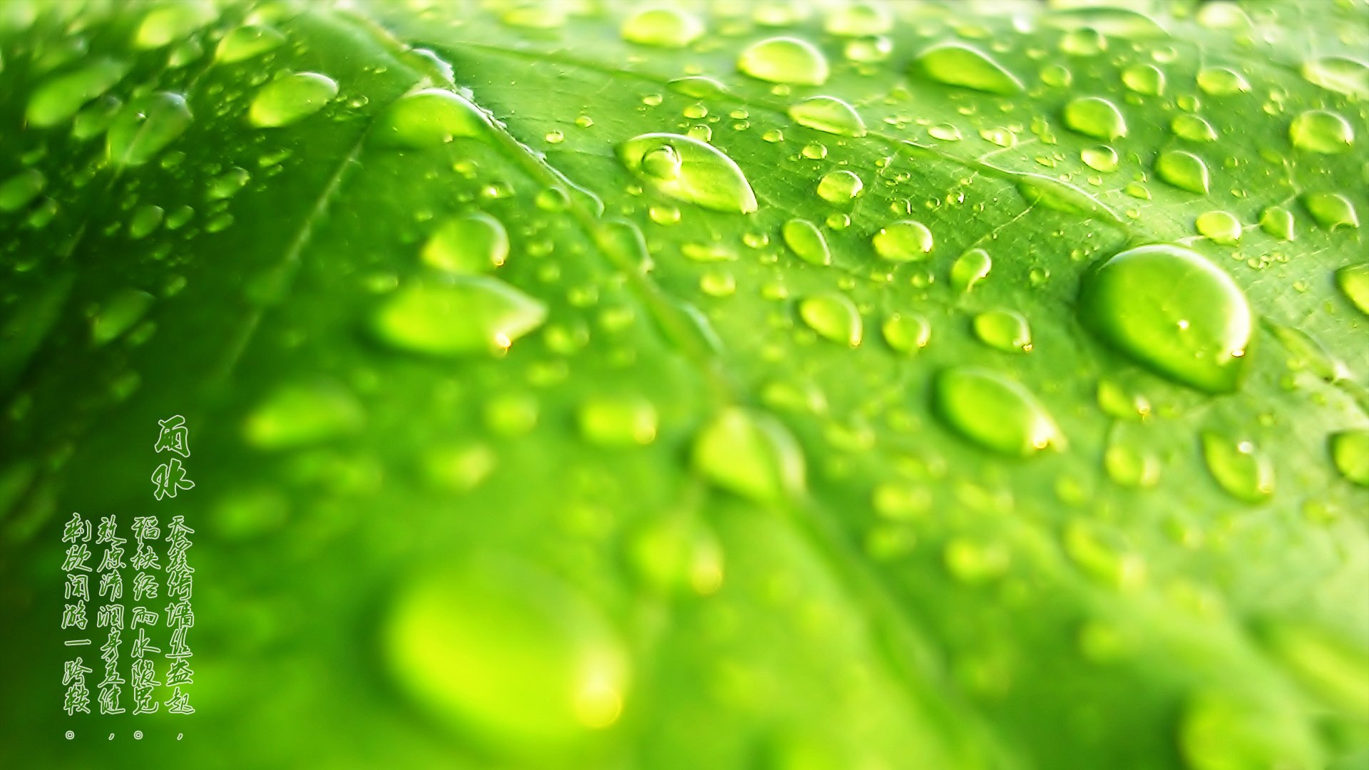 节日,节气,雨水,24节气,儿童桌面专用