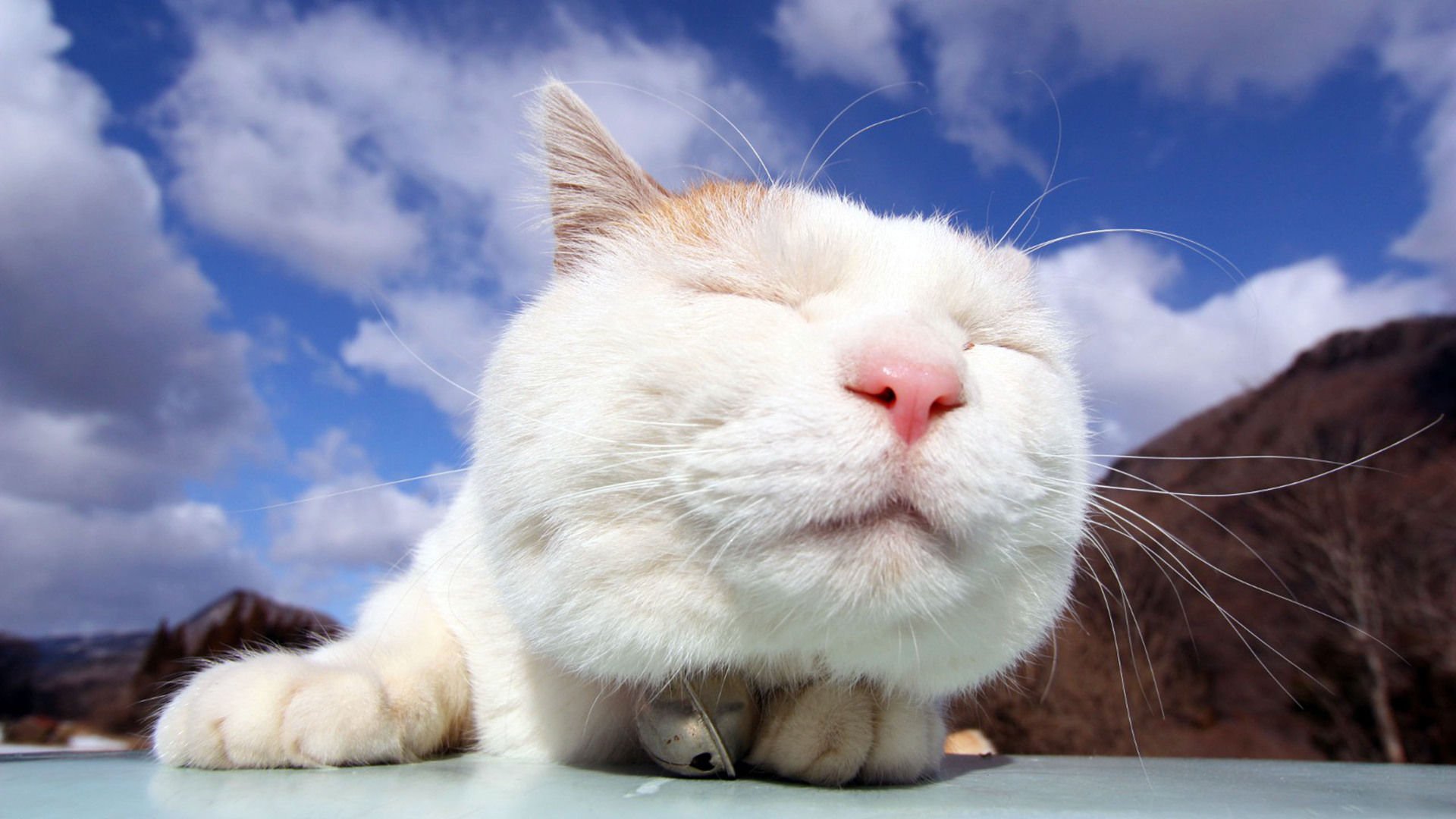 萌宠,喵星人,猫,卖萌,可爱,儿童桌面专用