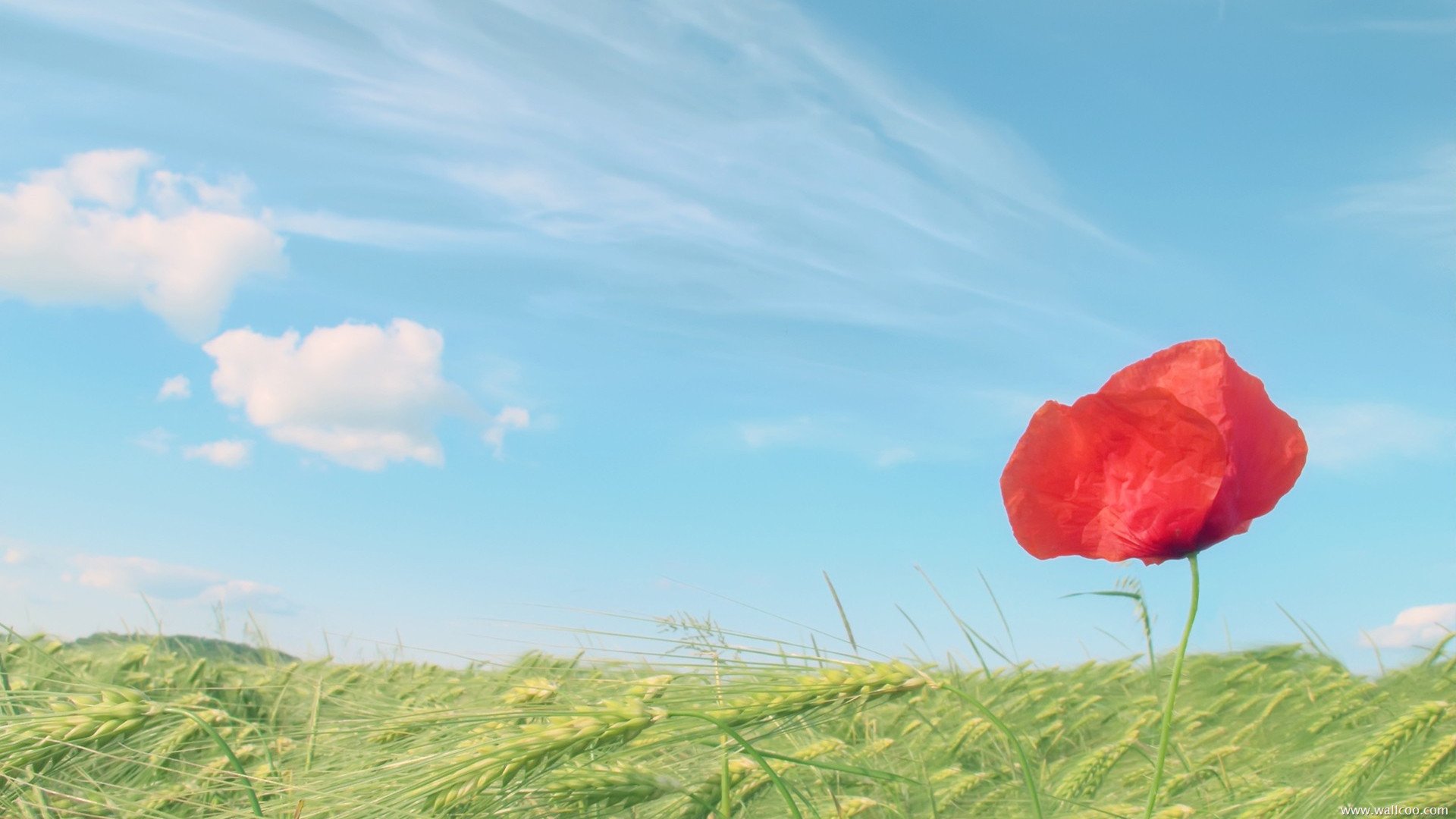 小清新,清新淡雅,花卉,儿童桌面专用