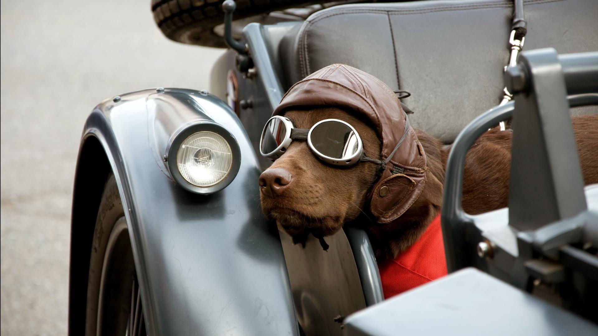 萌宠,汪星人,狗,可爱,卖萌,古灵精怪,儿童桌面专用