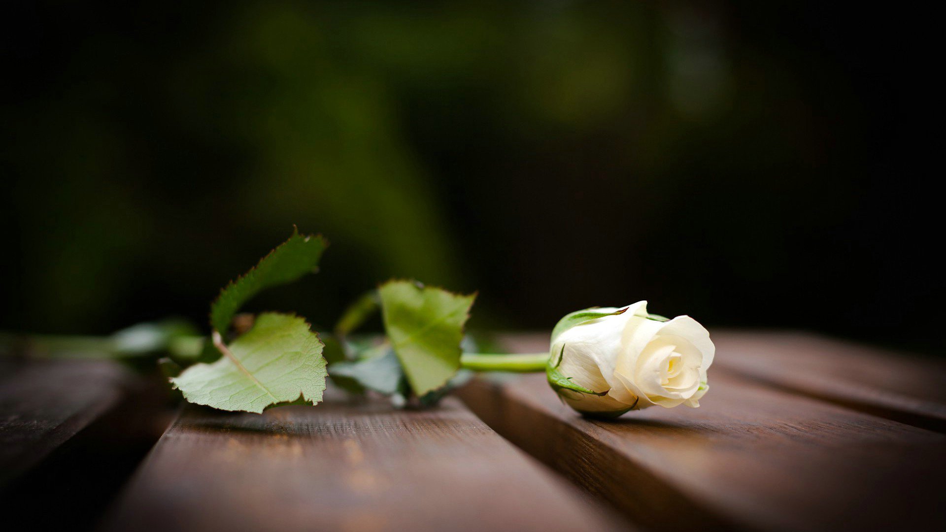 爱情美图,唯美温馨,玫瑰,浪漫