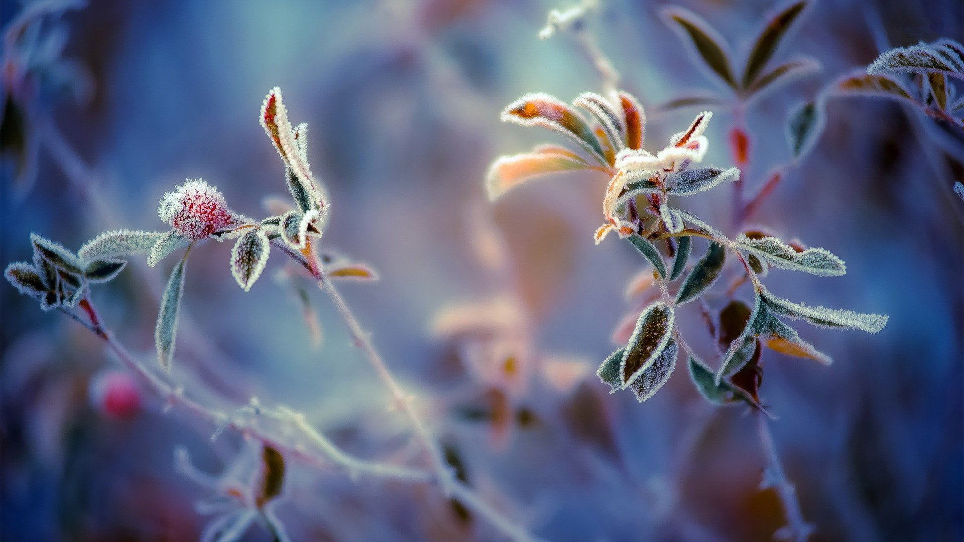 小清新,清新淡雅,花卉,2月20日,儿童桌面专用