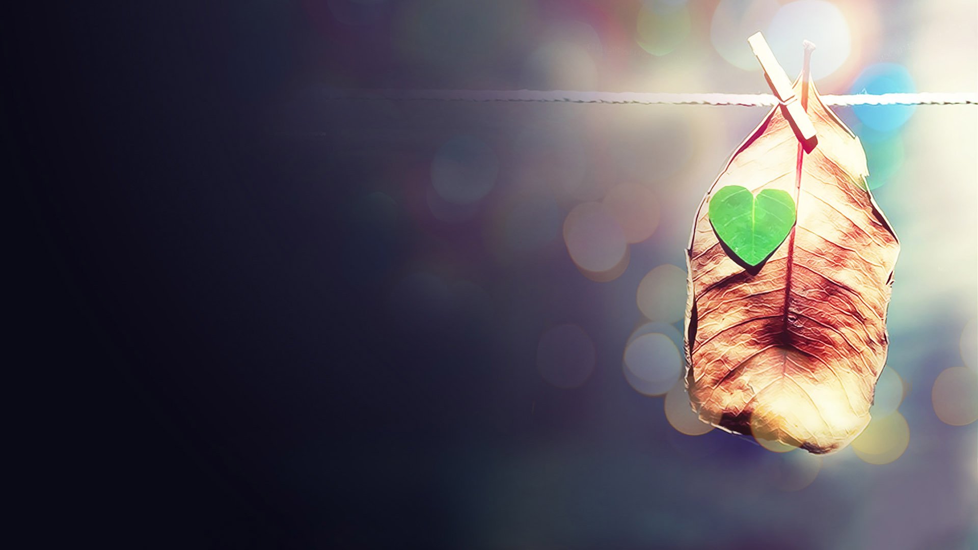 小清新,静物写真,树叶,2月16日,儿童桌面专用