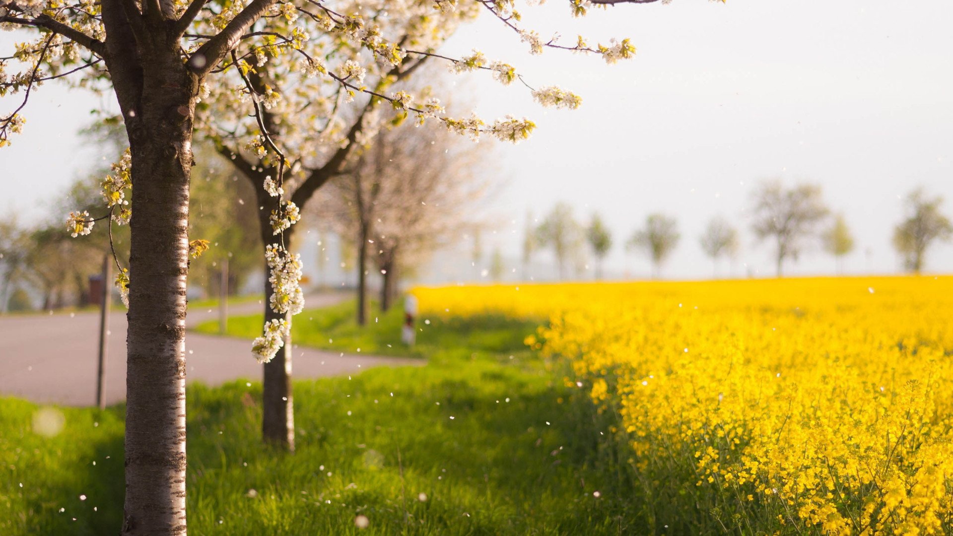秀丽景色,风景,风光,美景,旅游,自然,儿童桌面专用