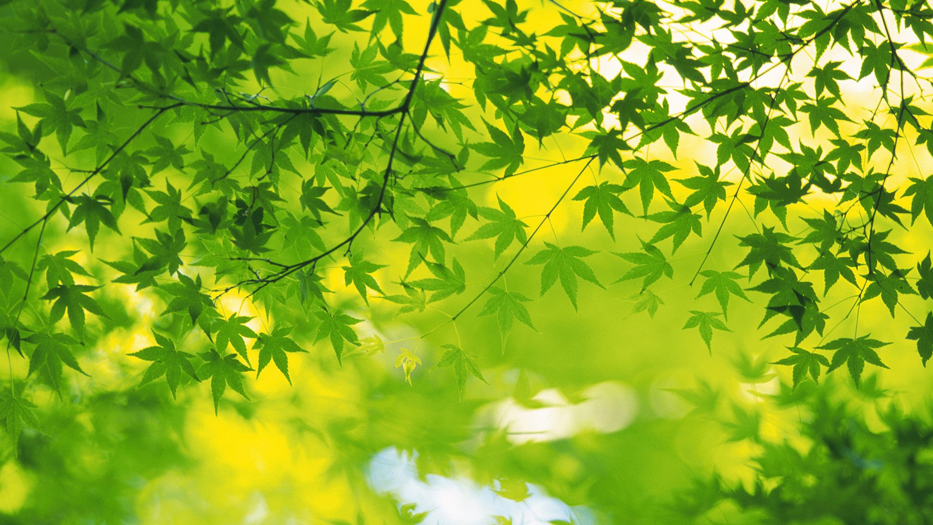 小清新,护眼壁纸,绿色,2月19日,儿童桌面专用