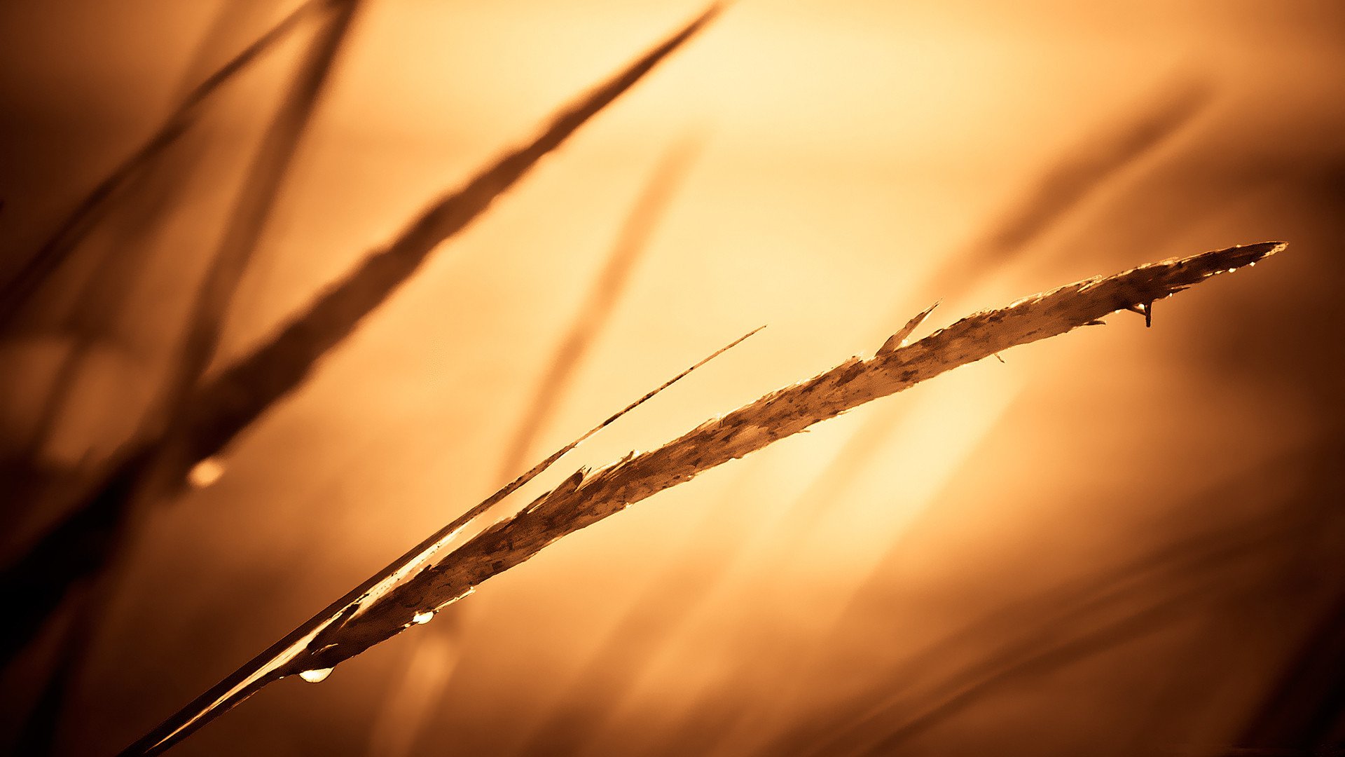 小清新,清新淡雅,草,2月14日