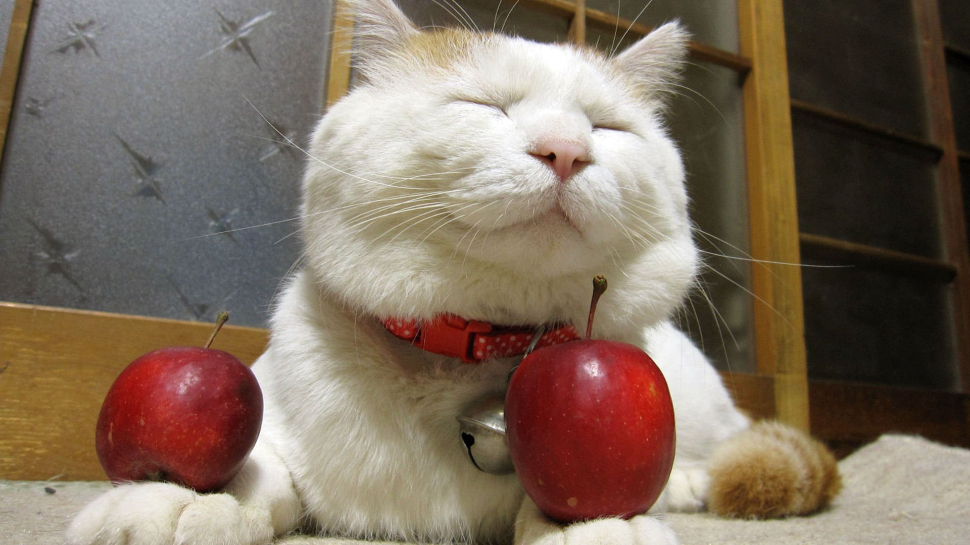 萌宠,喵星人,猫,可爱,卖萌,儿童桌面专用