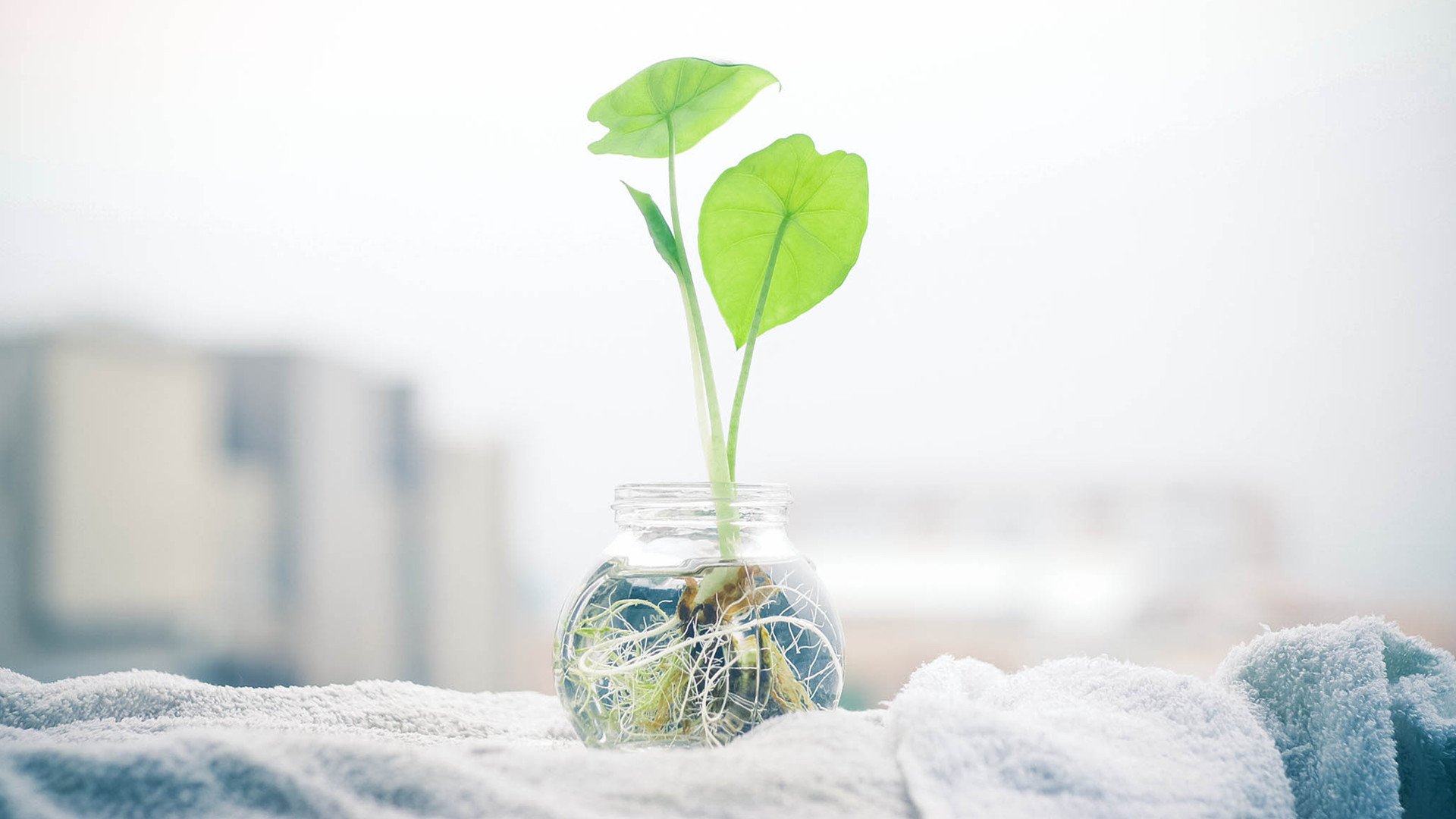 小清新,舒缓压力,2月7日,儿童桌面专用