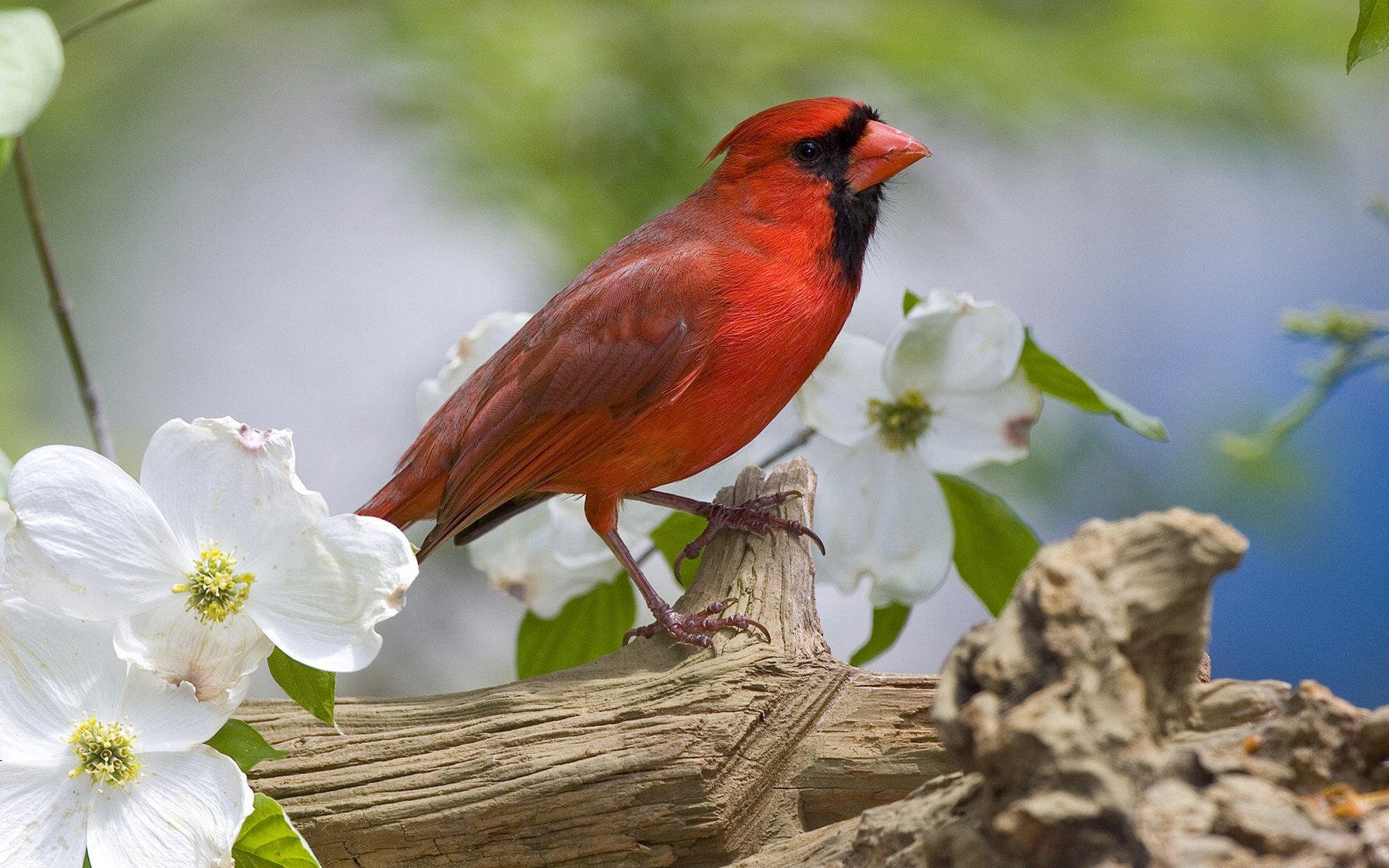 萌宠,小鸟天地,鸟,儿童桌面专用