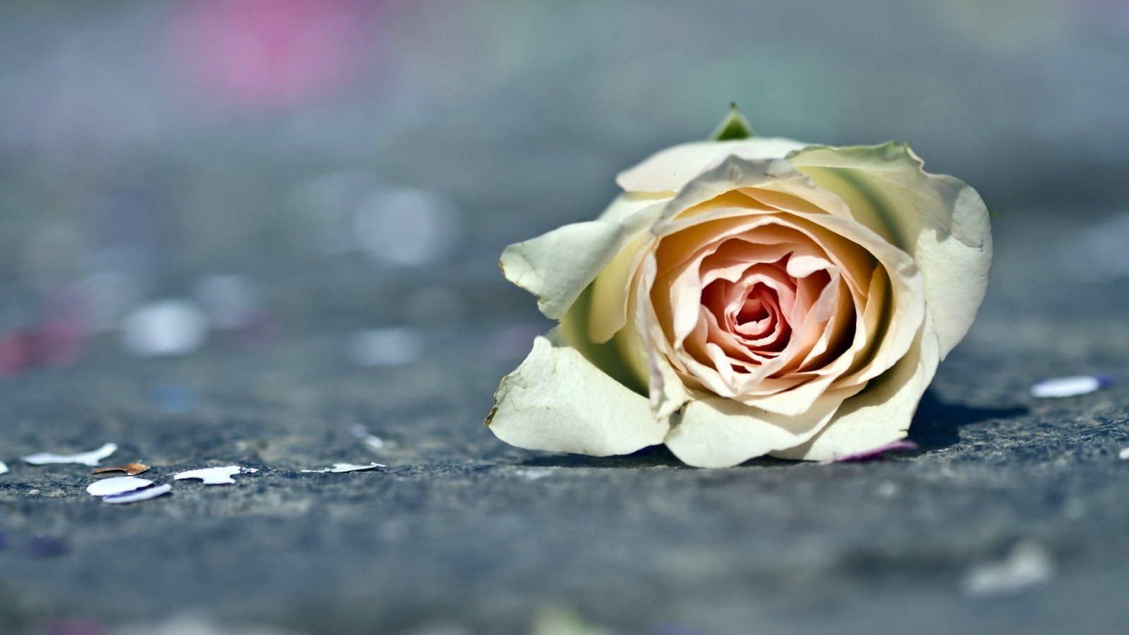 爱情美图,唯美温馨,玫瑰,浪漫