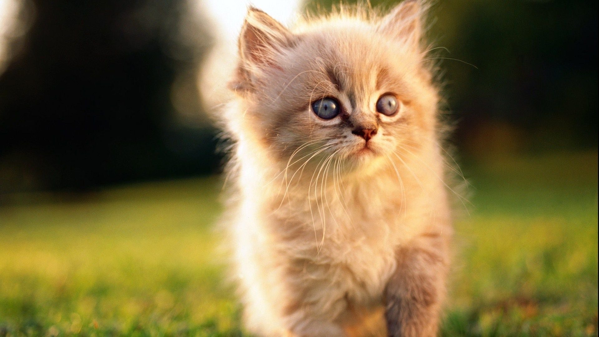 萌宠,喵星人,猫,卖萌,可爱,儿童桌面专用