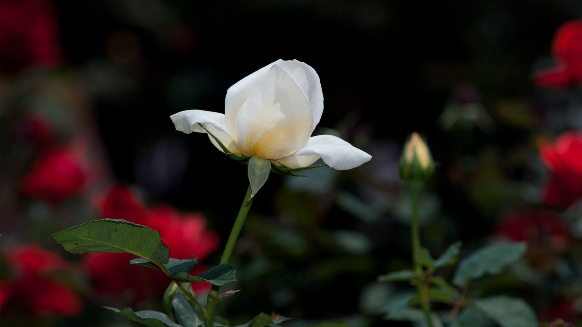 小清新,鸟语花香,花卉,2月5日,儿童桌面专用