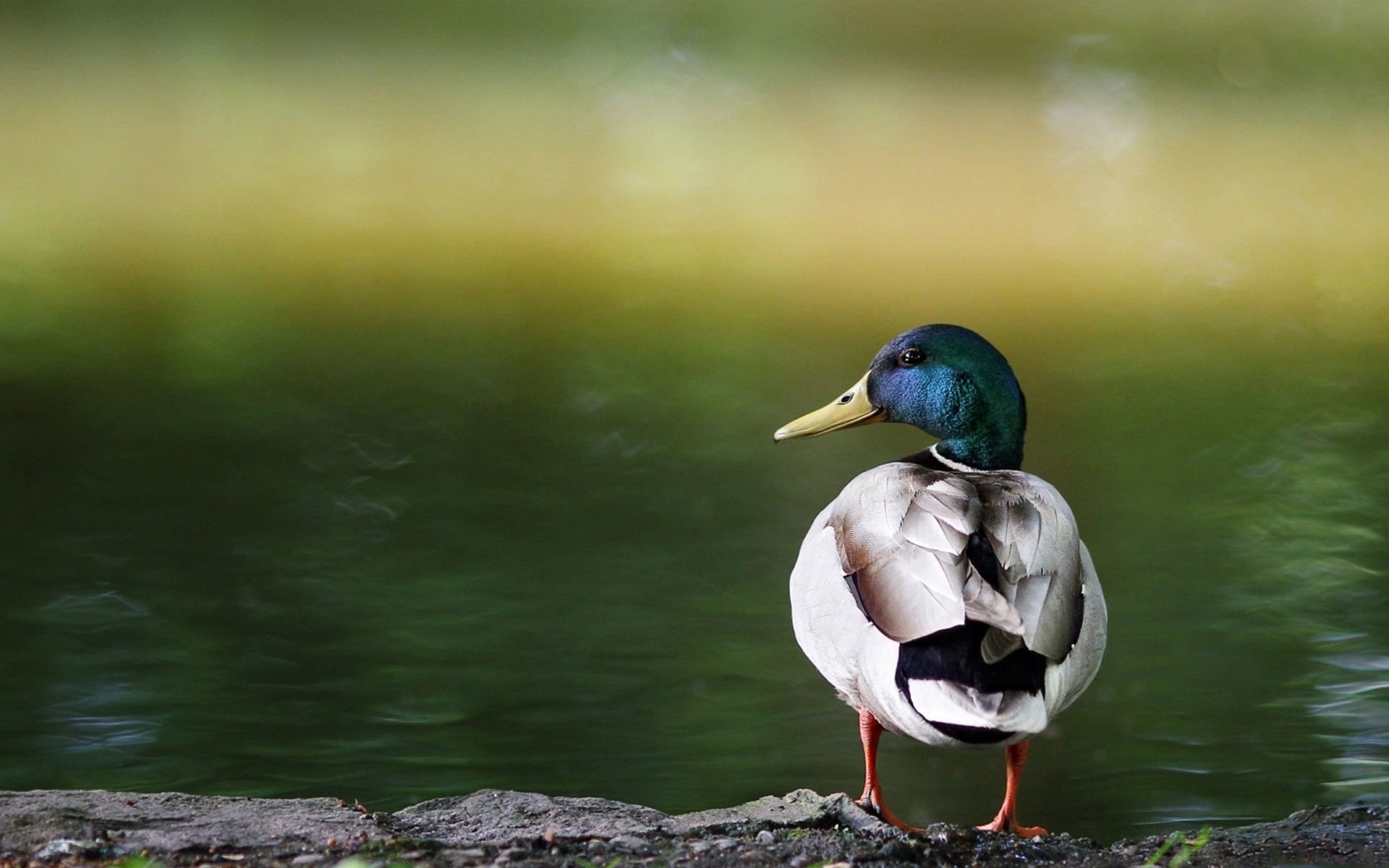 萌宠,野生动物,鸭子,儿童桌面专用