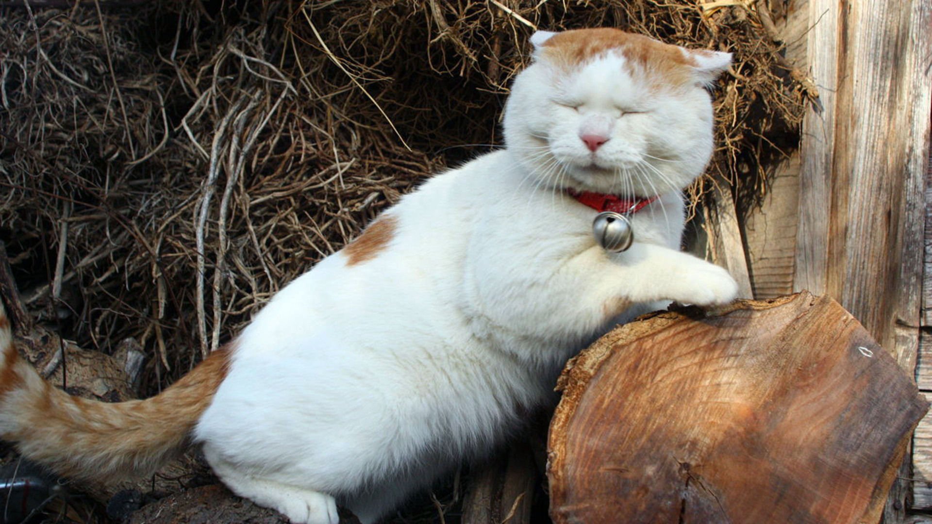 萌宠,喵星人,猫,可爱,卖萌,儿童桌面专用