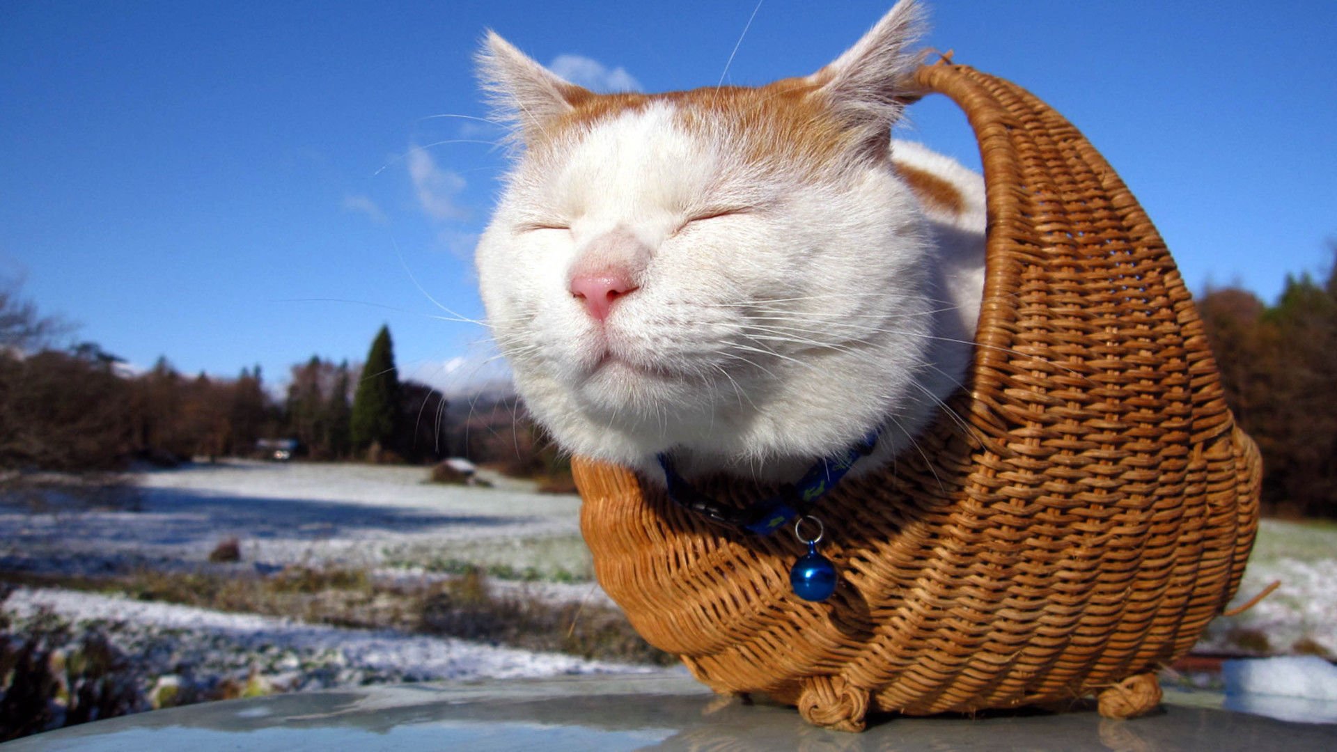 萌宠,喵星人,猫,卖萌,可爱,儿童桌面专用