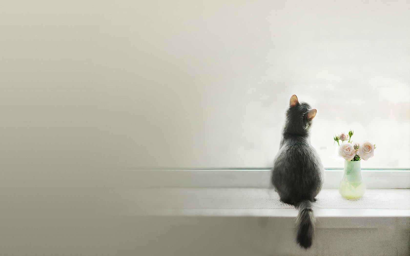 萌宠,喵星人,猫,可爱,卖萌,儿童桌面专用