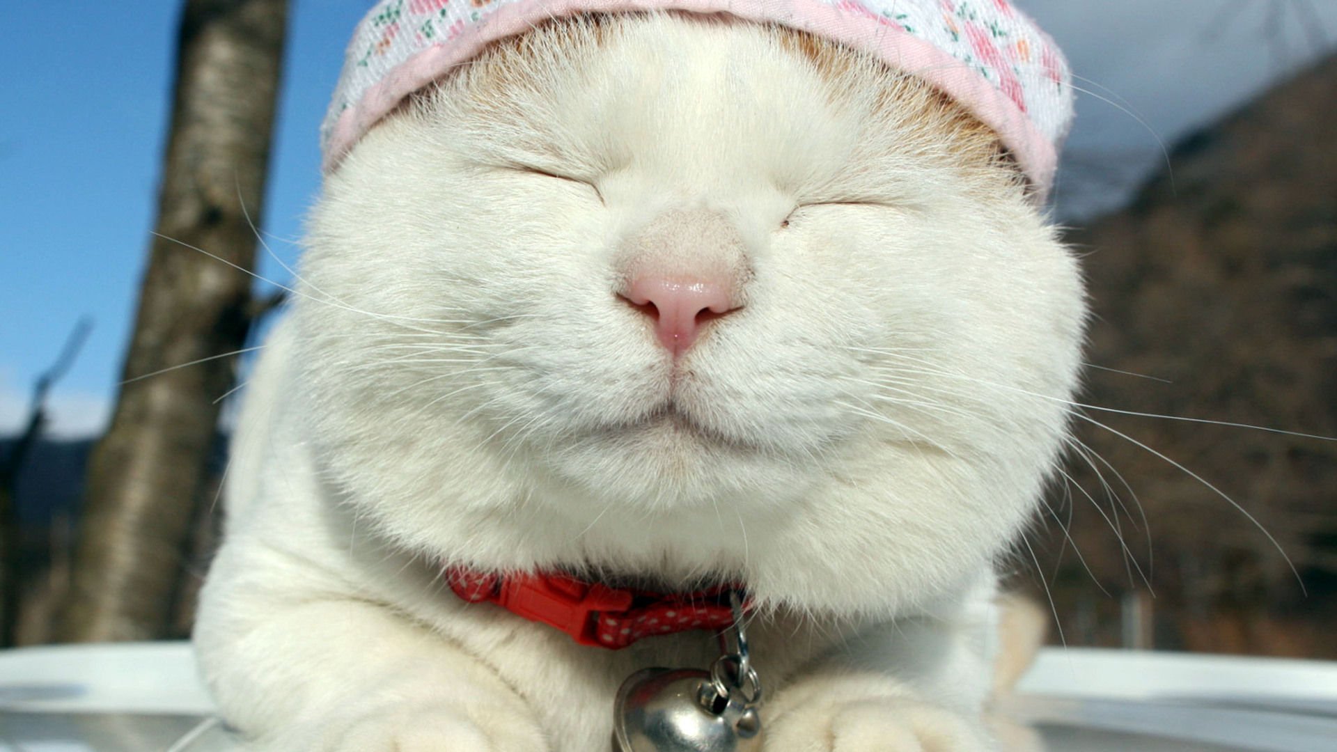 萌宠,喵星人,猫,可爱,卖萌,儿童桌面专用