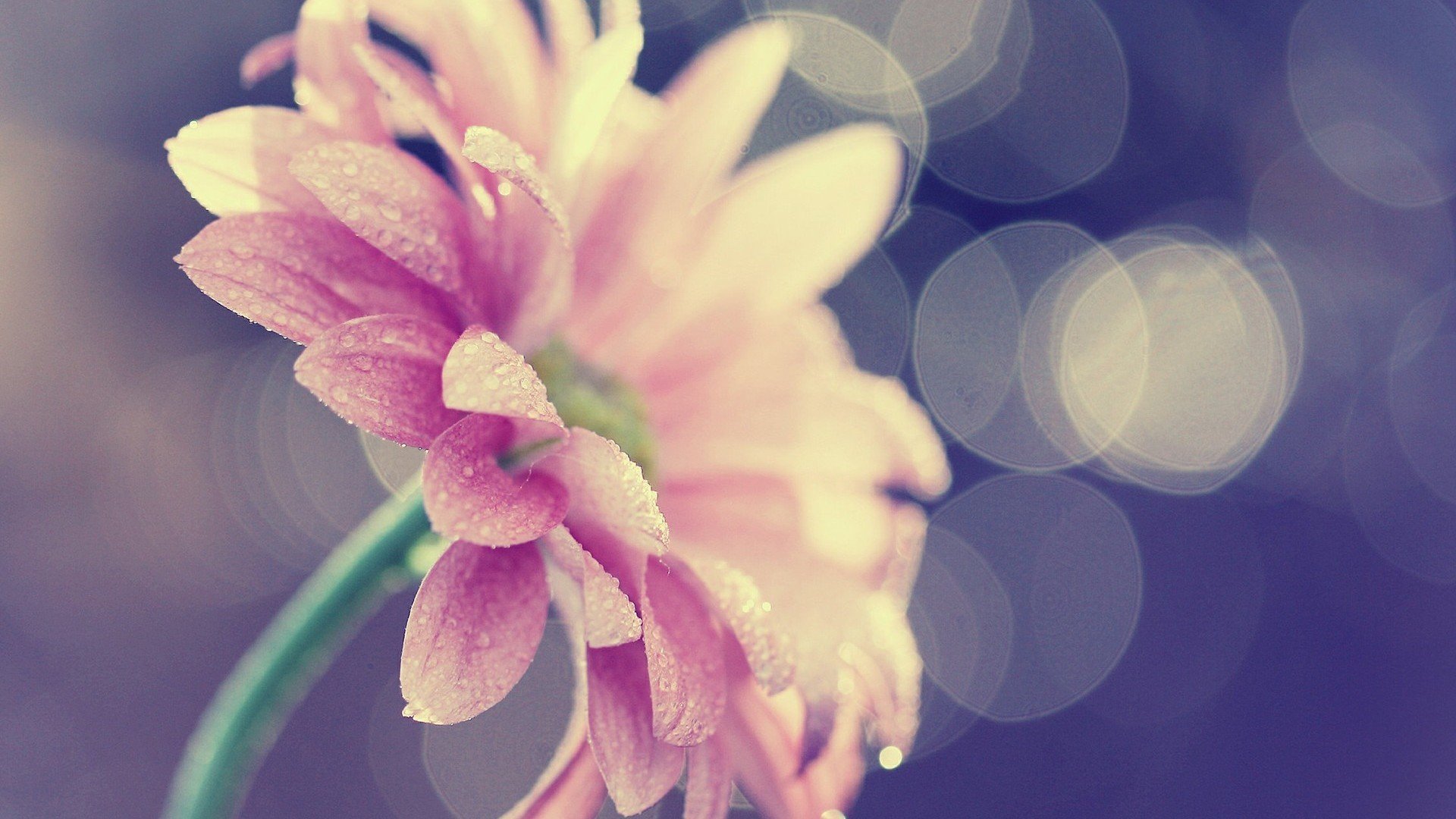 小清新,鸟语花香,花卉,2月5日,儿童桌面专用