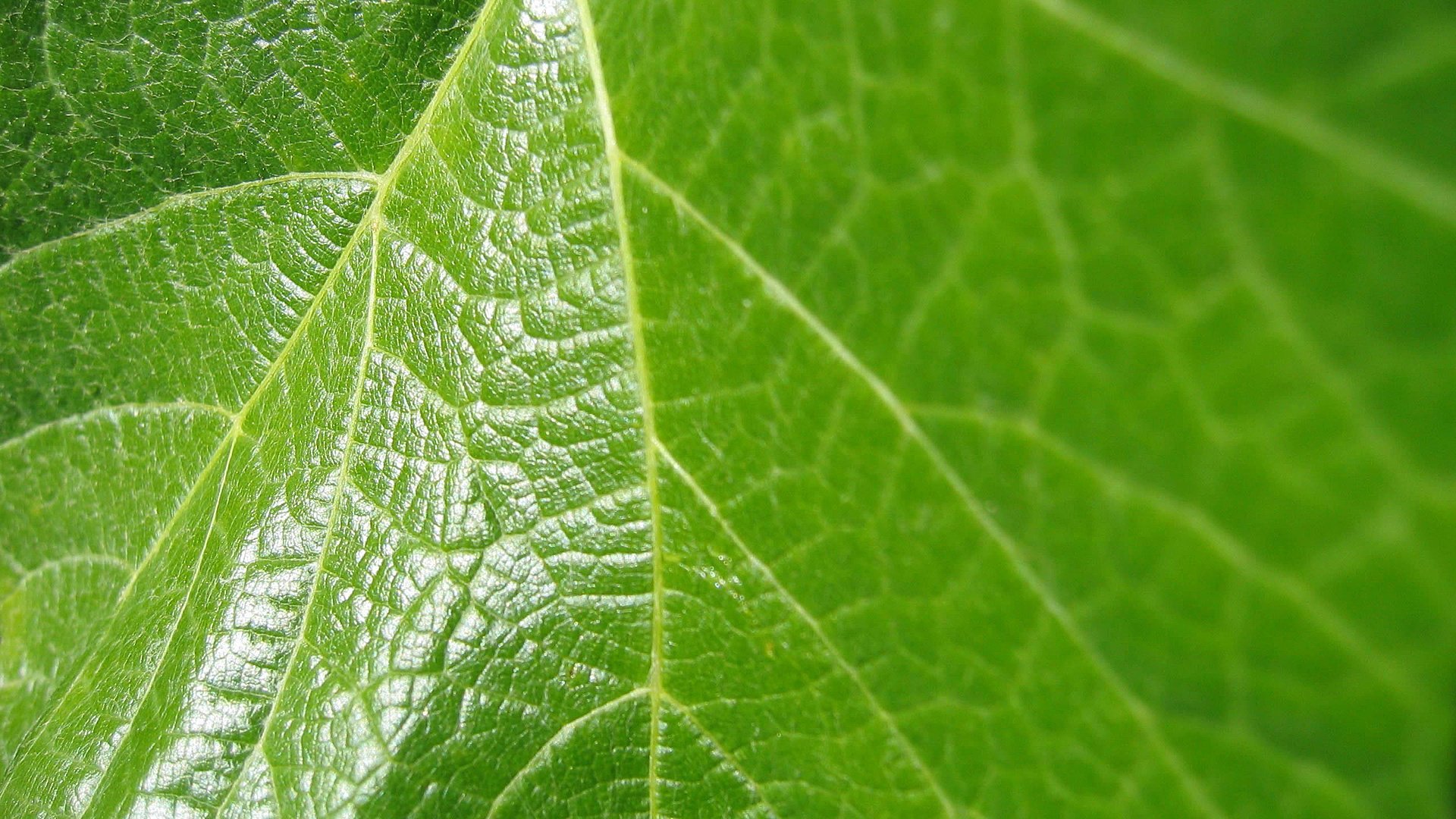 小清新,护眼壁纸,绿色,2月28日,儿童桌面专用