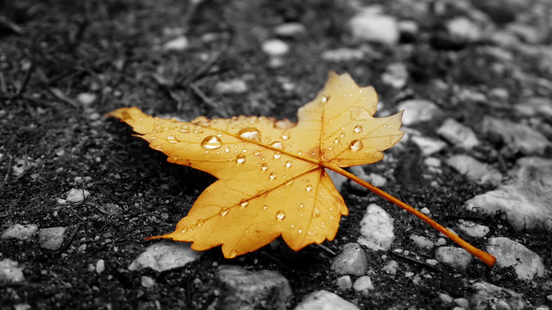 小清新,静物写真,树叶,2月7日,儿童桌面专用