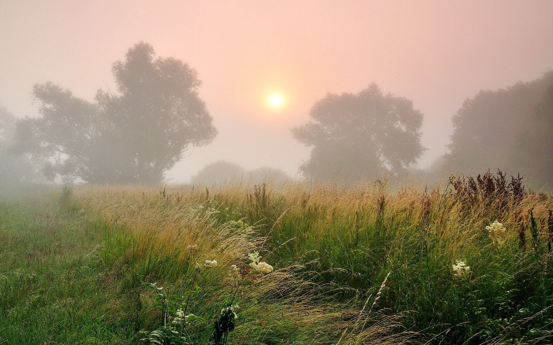早晨,雾,风景,风光,美景,旅游,儿童桌面专用