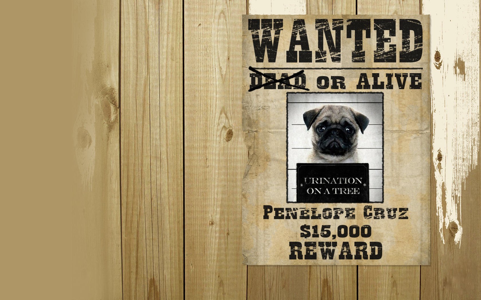 萌宠,汪星人,狗,可爱,卖萌,搞笑图,古灵精怪,儿童桌面专用