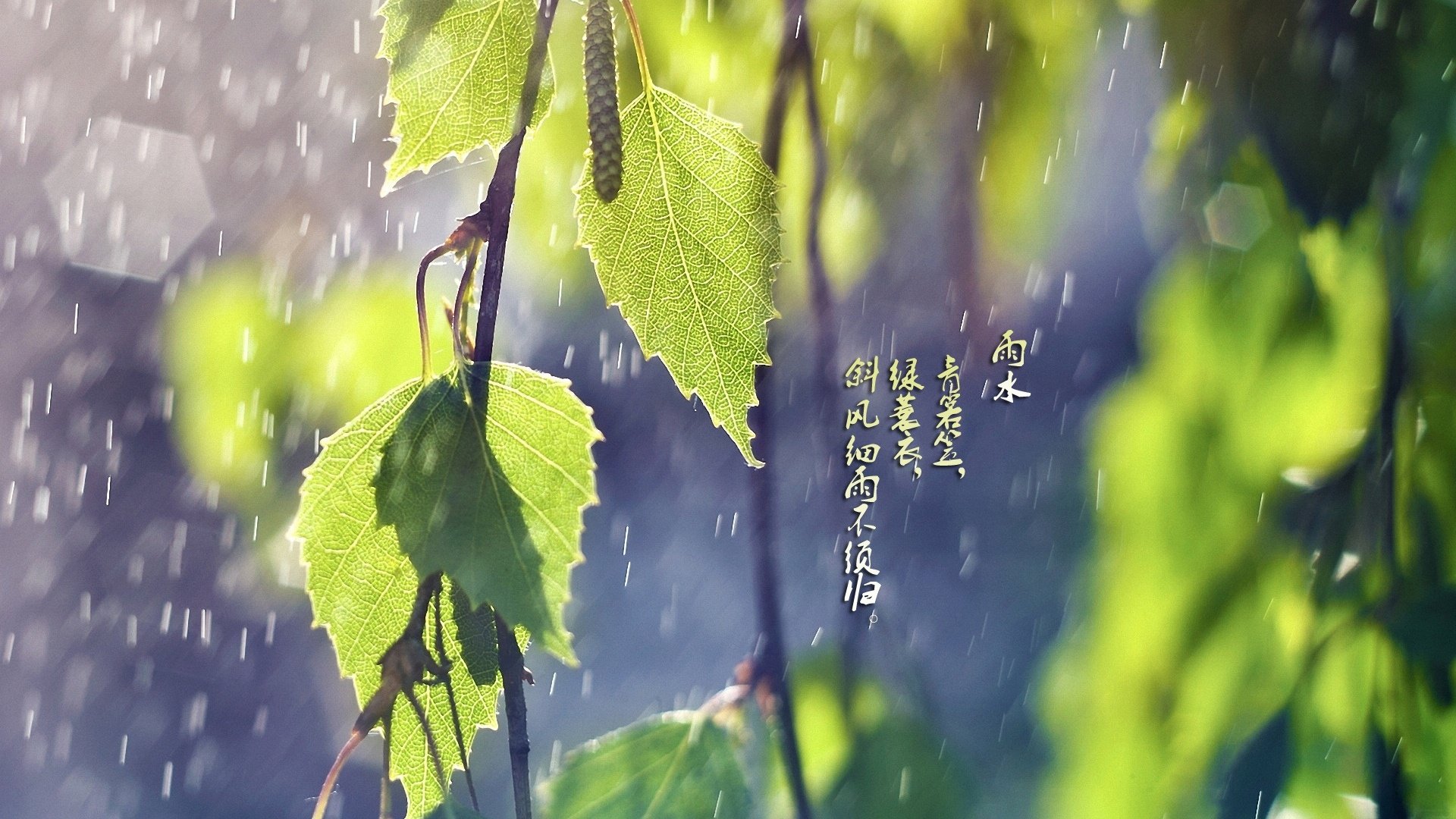 节日,节气,雨水,24节气,儿童桌面专用