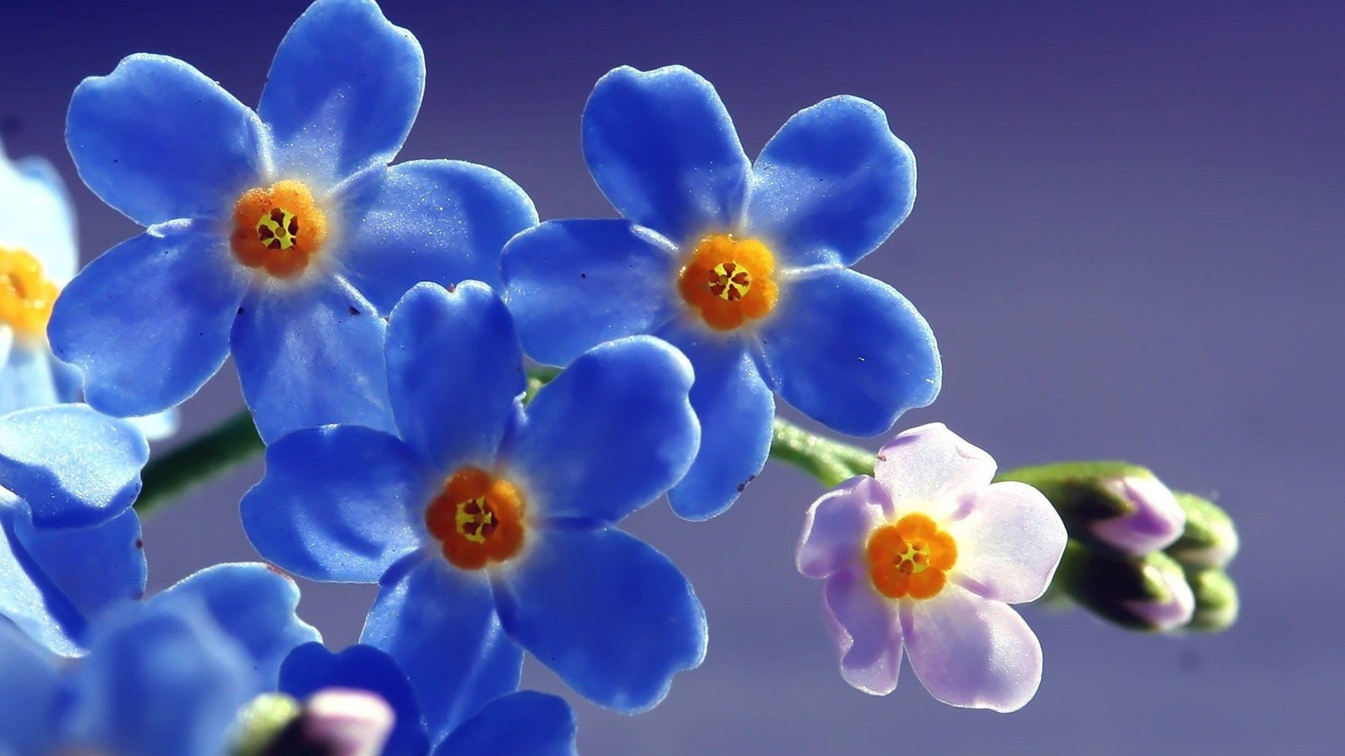 小清新,鸟语花香,花卉,2月17日,儿童桌面专用