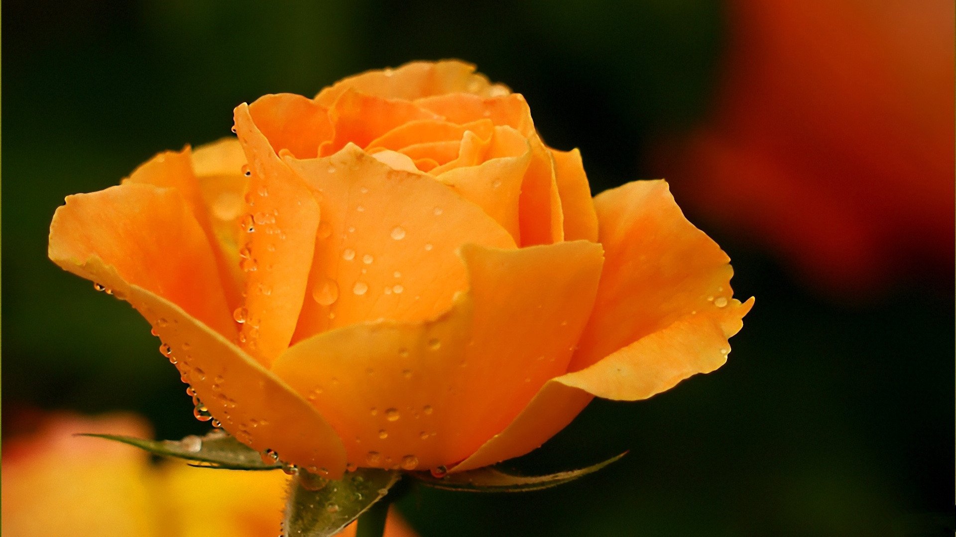 小清新,娇艳欲滴,花卉,2月6日,儿童桌面专用