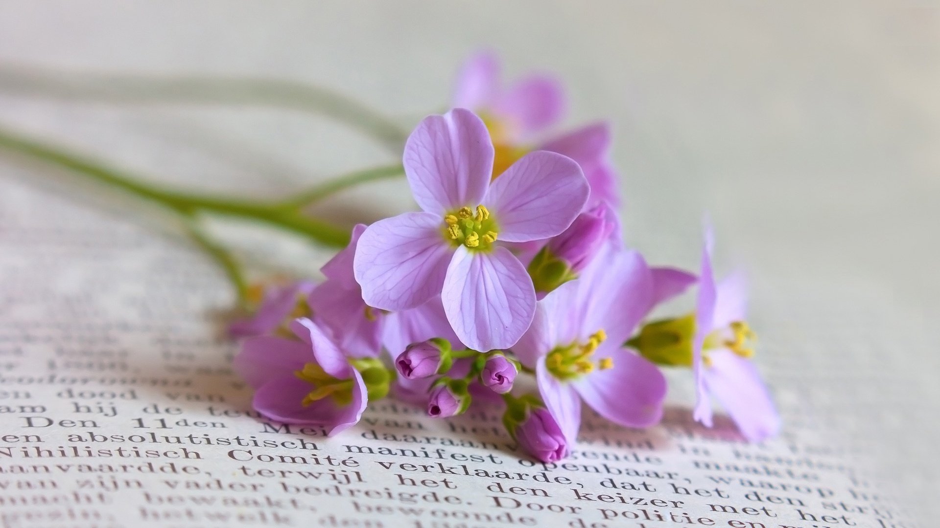 小清新,静物写真,书,花,2月5日,儿童桌面专用