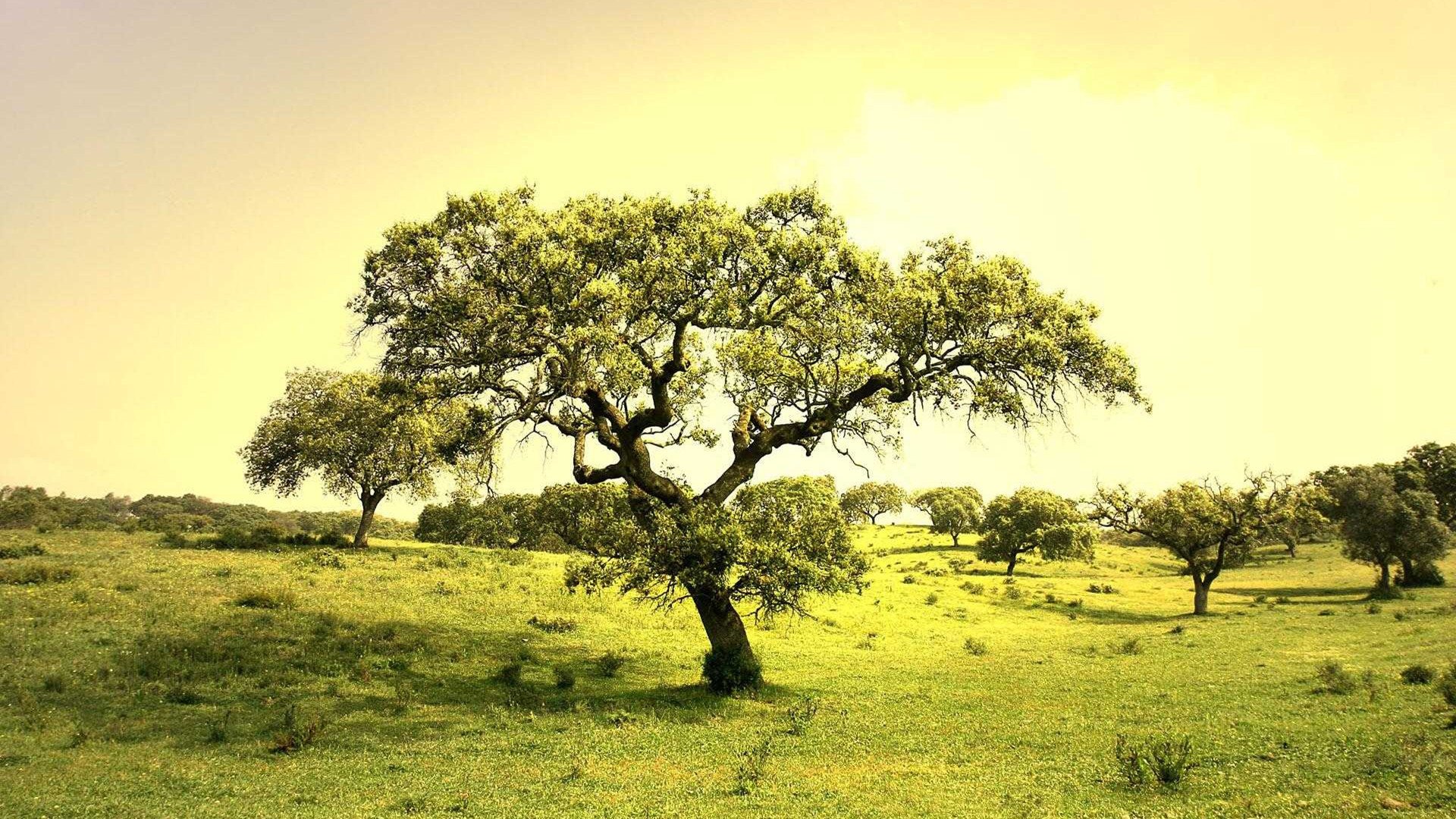 小清新,清新淡雅,树,1月31日,儿童桌面专用