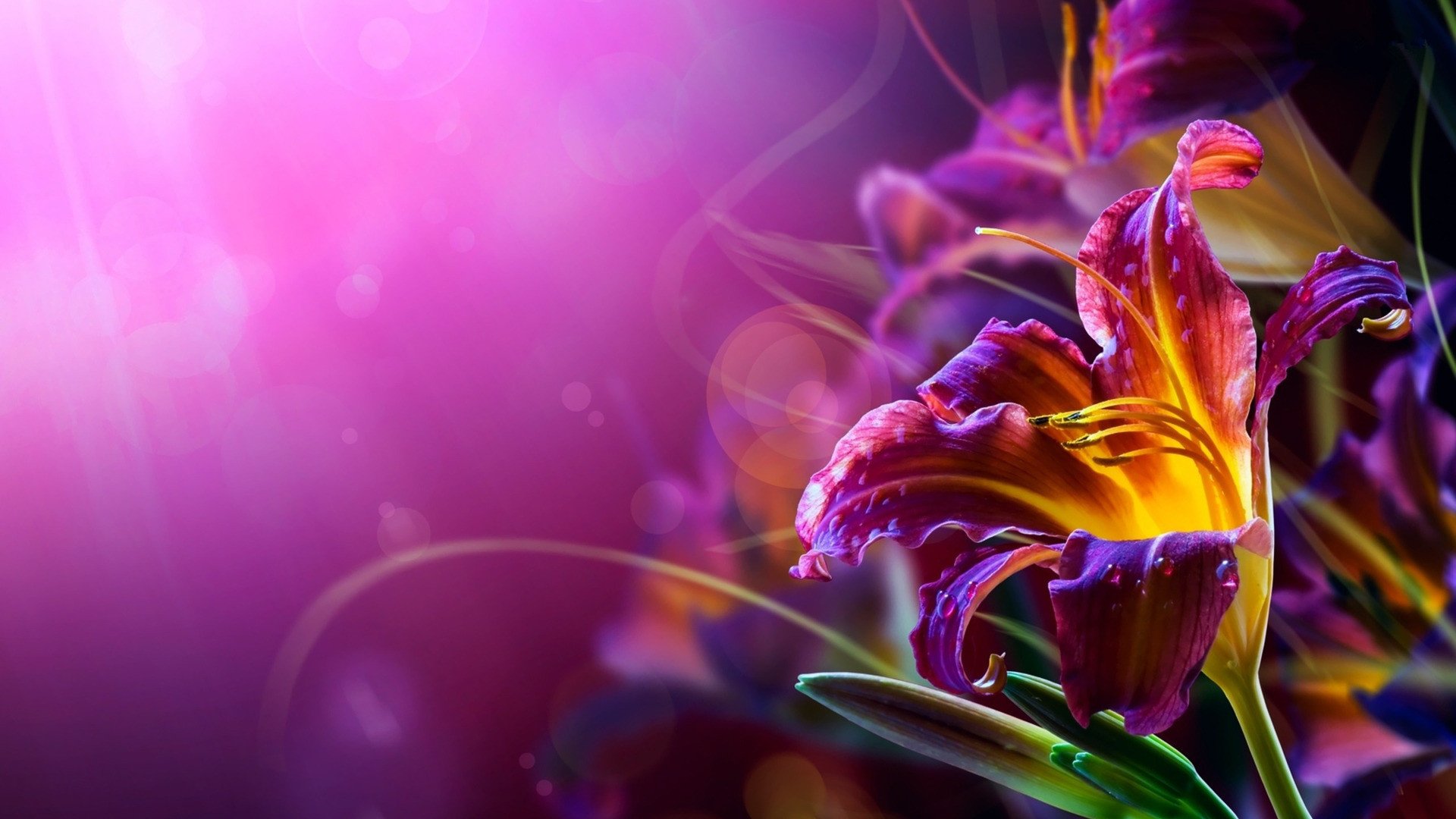 小清新,娇艳欲滴,花卉,百合,2月21日,儿童桌面专用