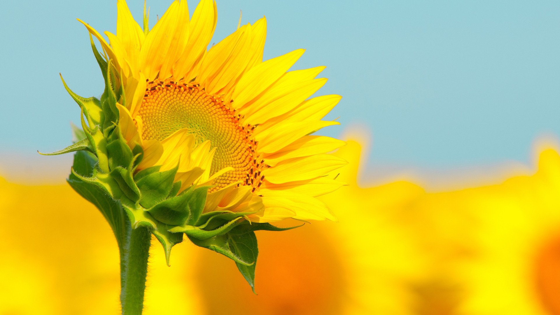 小清新,鸟语花香,向日葵,2月27日,儿童桌面专用